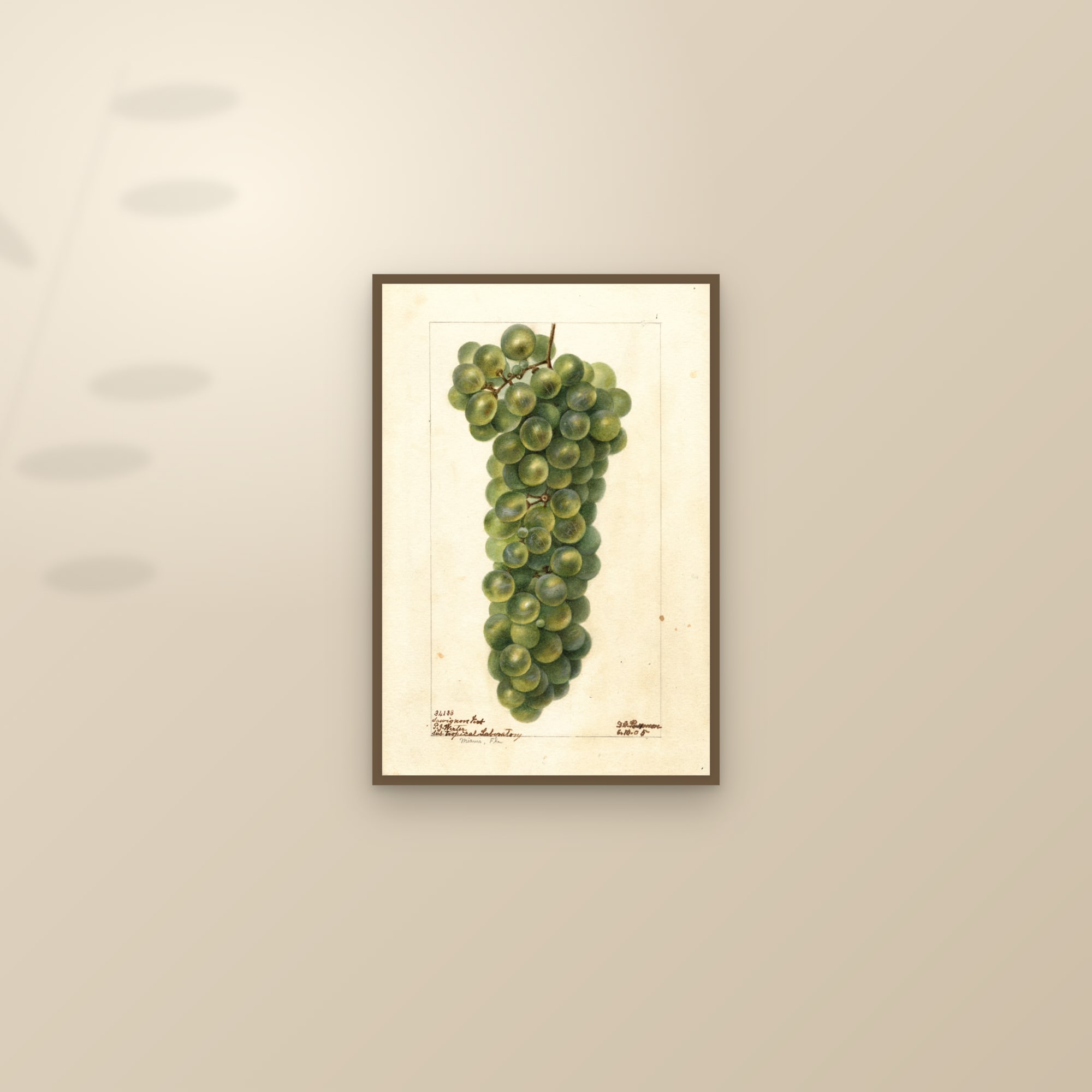 Sawignon Vert Grape — framed and styled on a sunlit wall