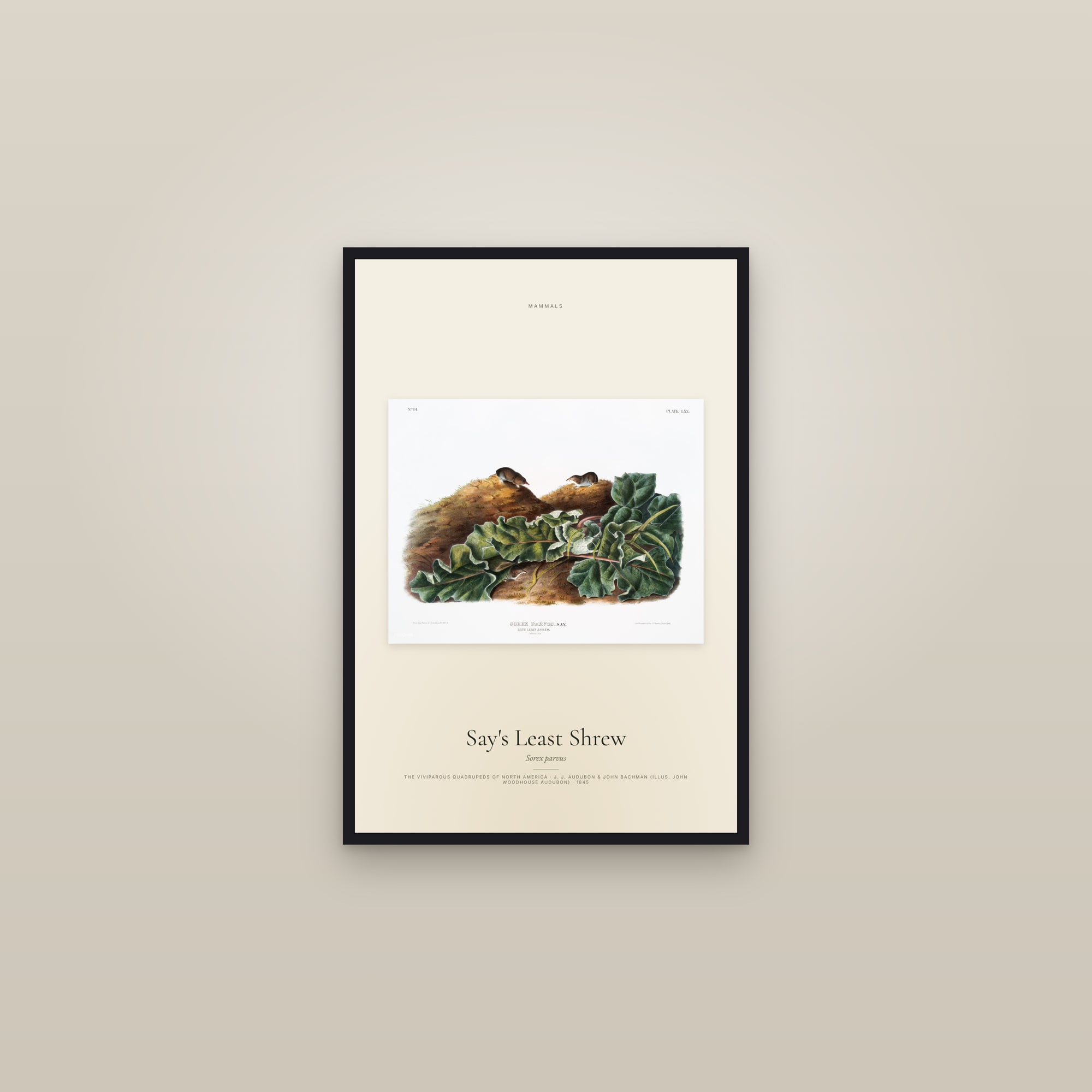 Say's Least Shrew — framed in a gallery setting