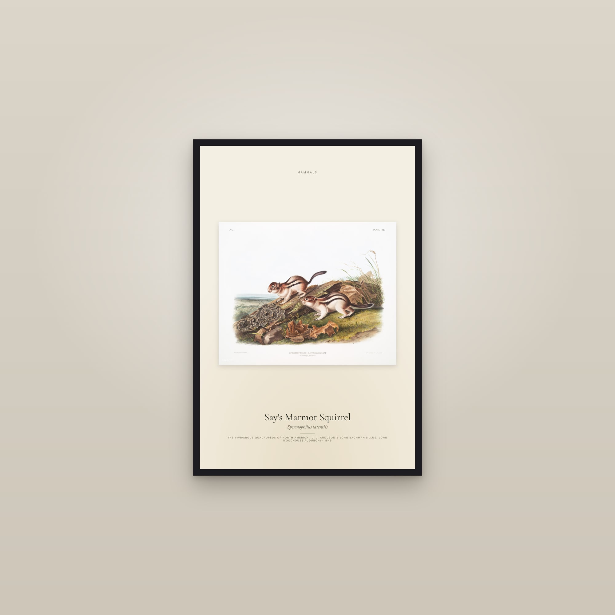 Say's Marmot Squirrel — framed in a gallery setting