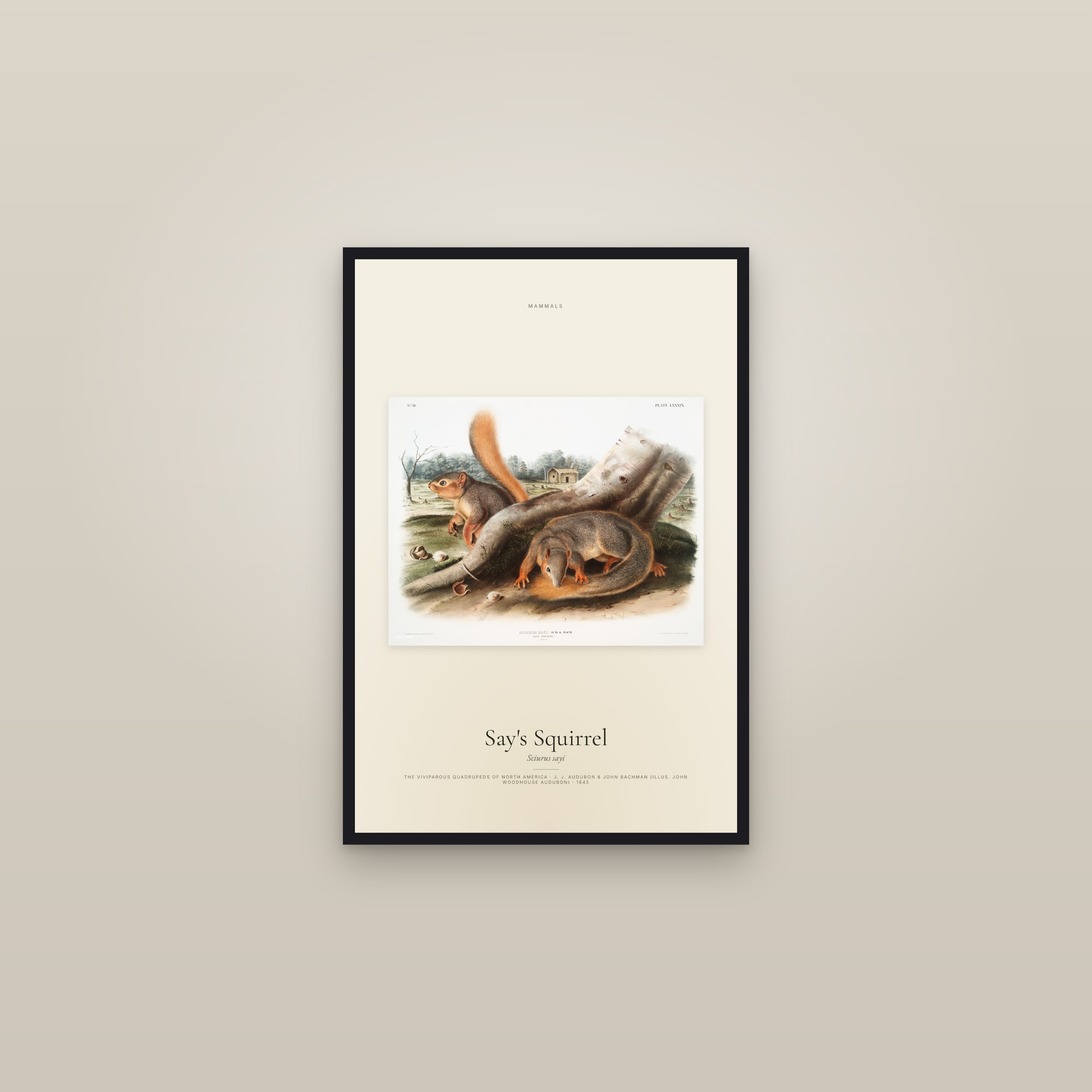 Say's Squirrel — framed in a gallery setting