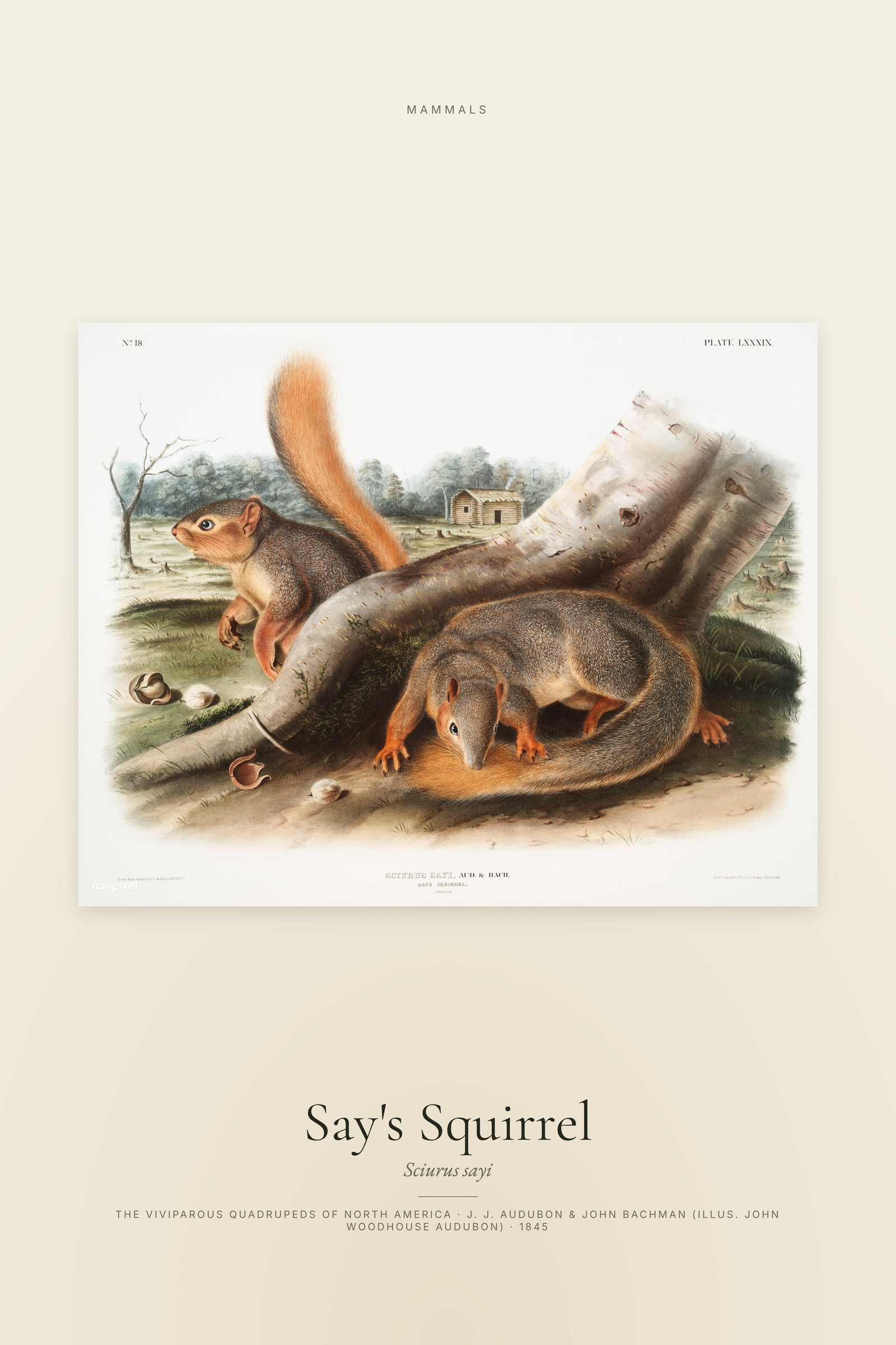Say's Squirrel