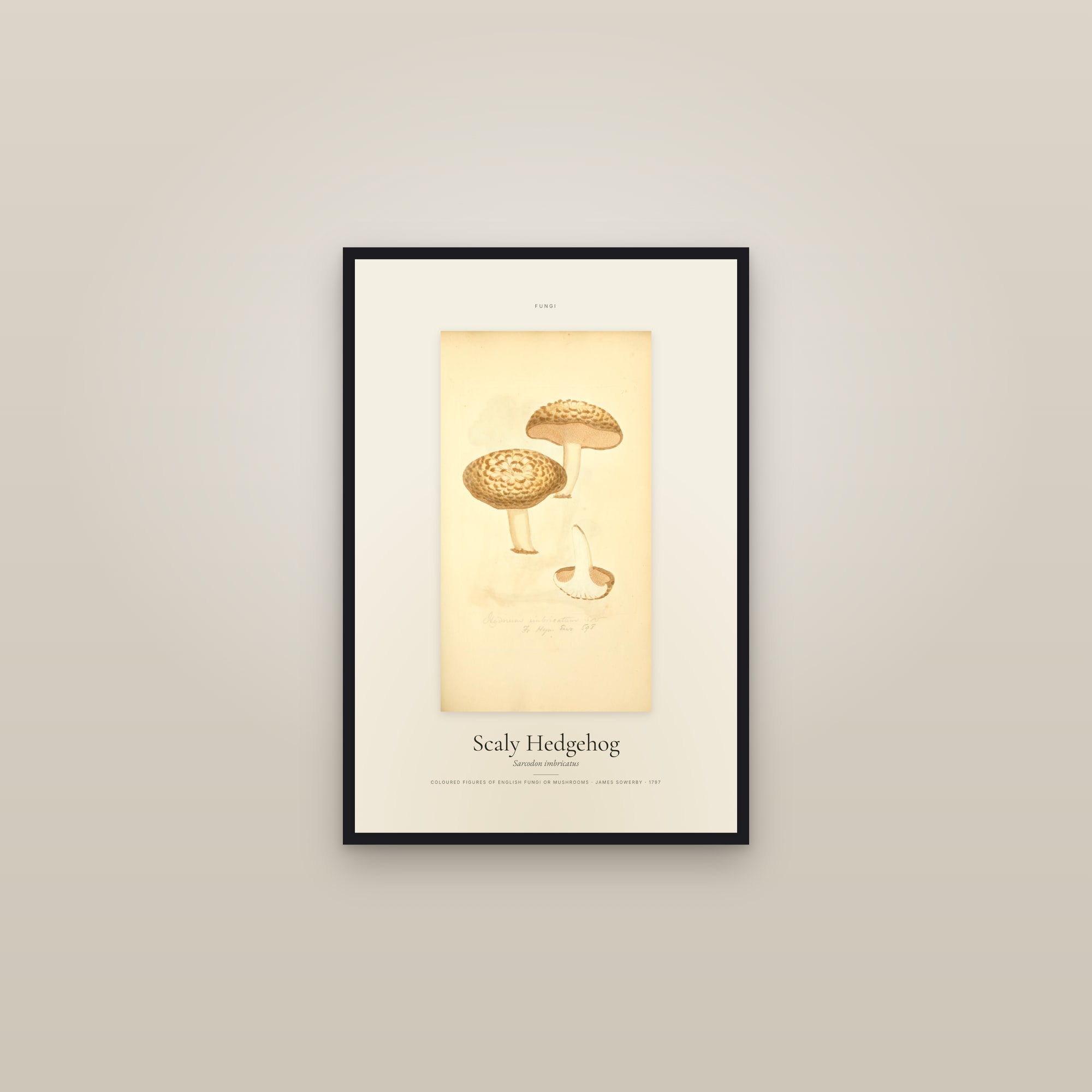 Scaly Hedgehog — Specimen — framed in a gallery setting