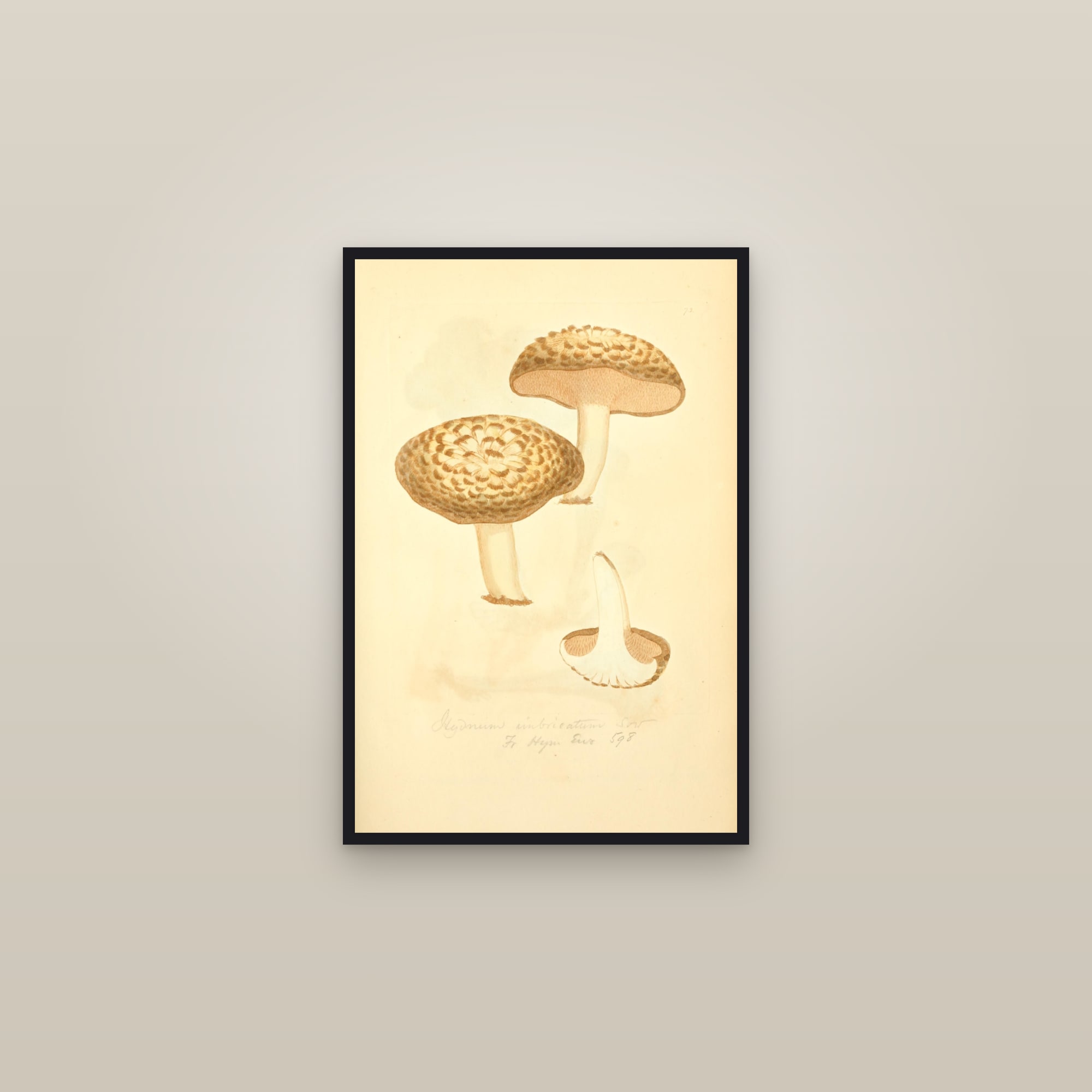 Scaly Hedgehog — framed in a gallery setting
