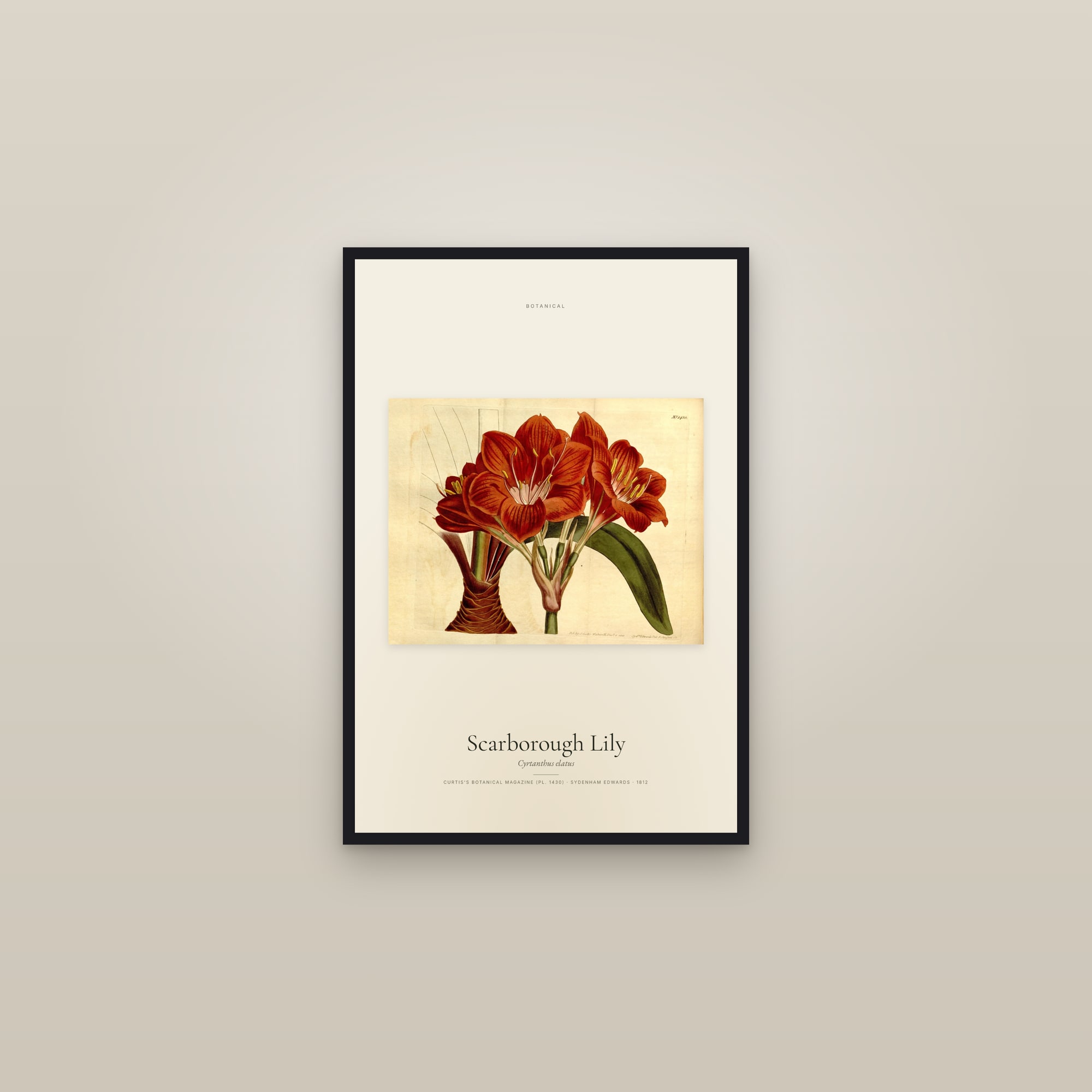 Scarborough Lily — framed in a gallery setting