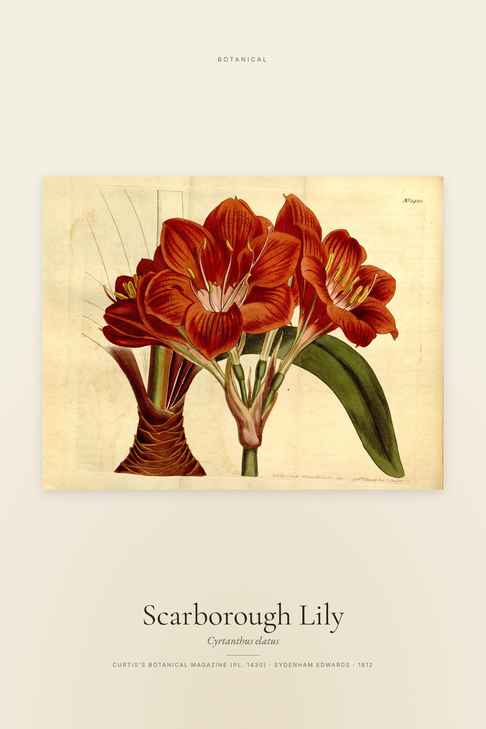 Scarborough Lily