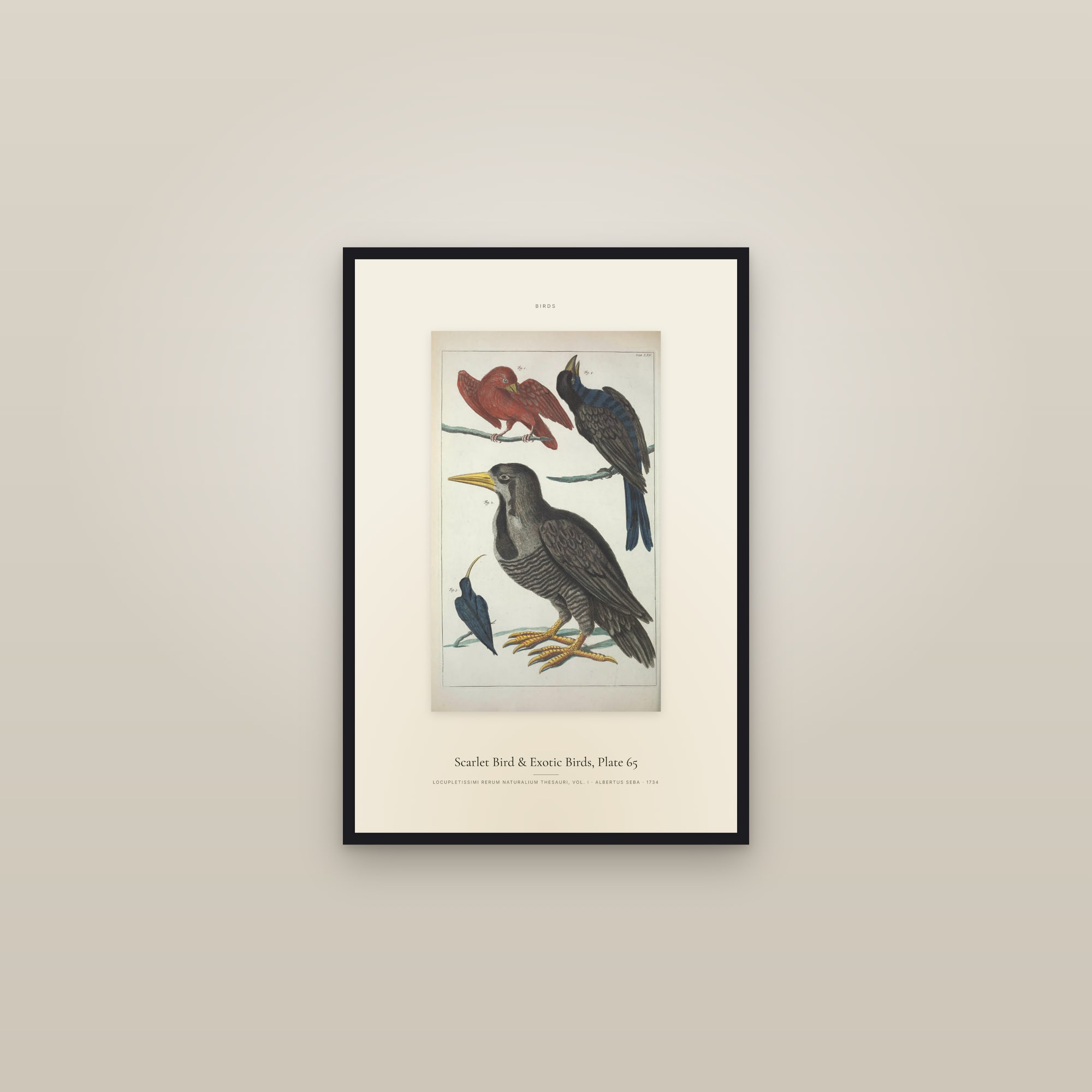 Scarlet Bird & Exotic Birds, Plate 65 — Specimen