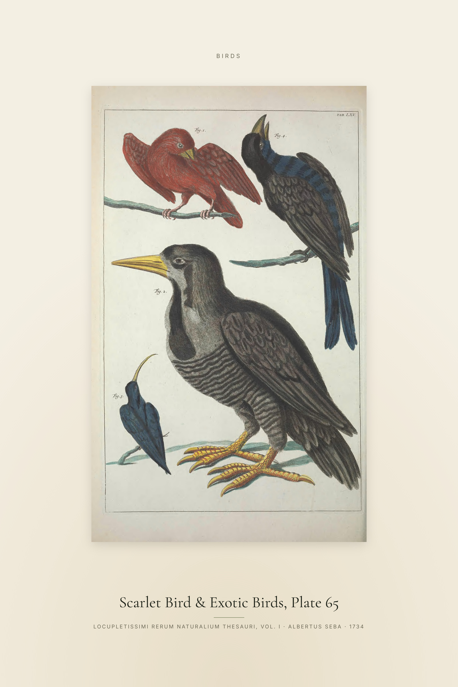 Scarlet Bird & Exotic Birds, Plate 65 — Specimen