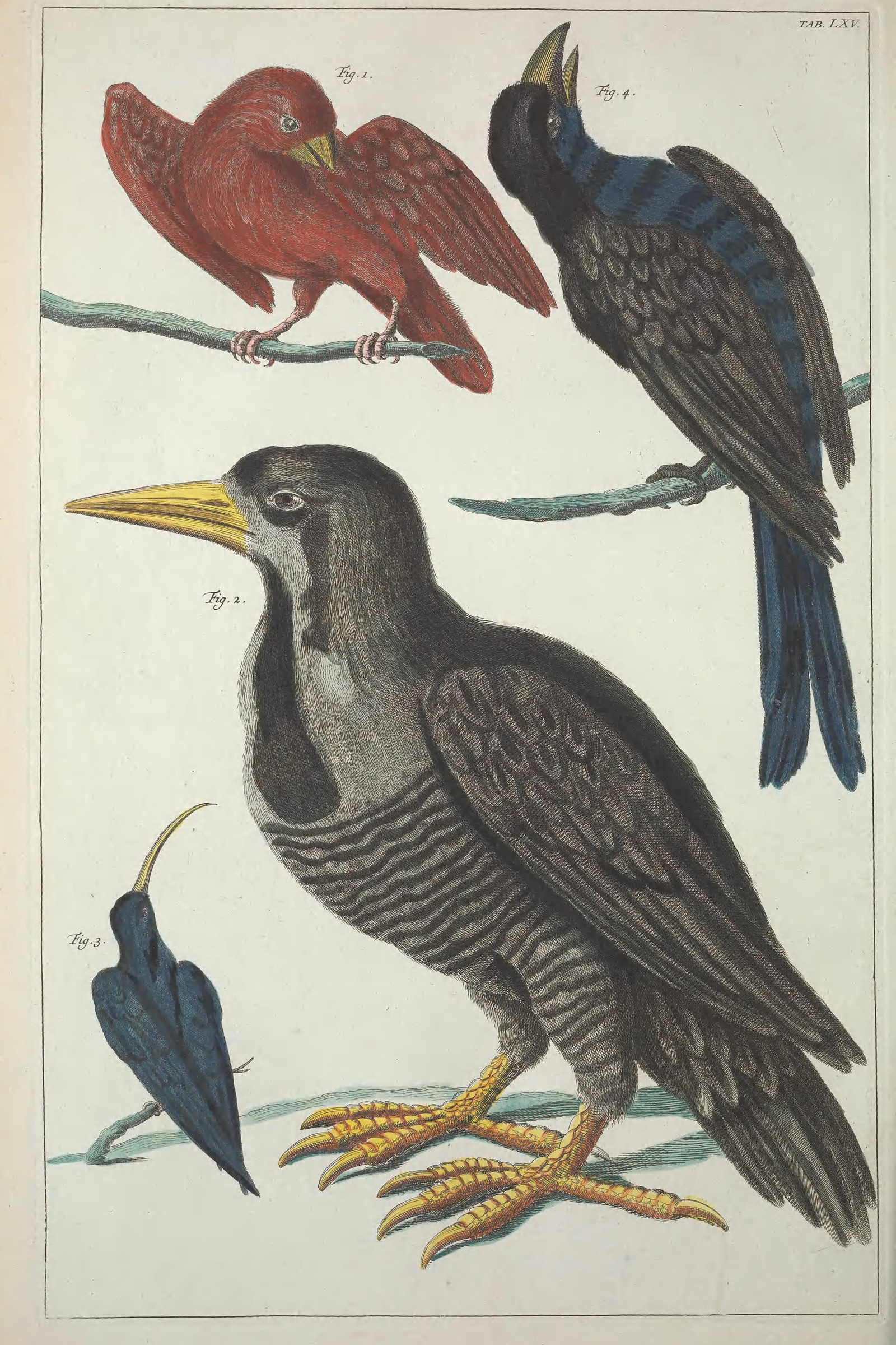 Scarlet Bird & Exotic Birds, Plate 65