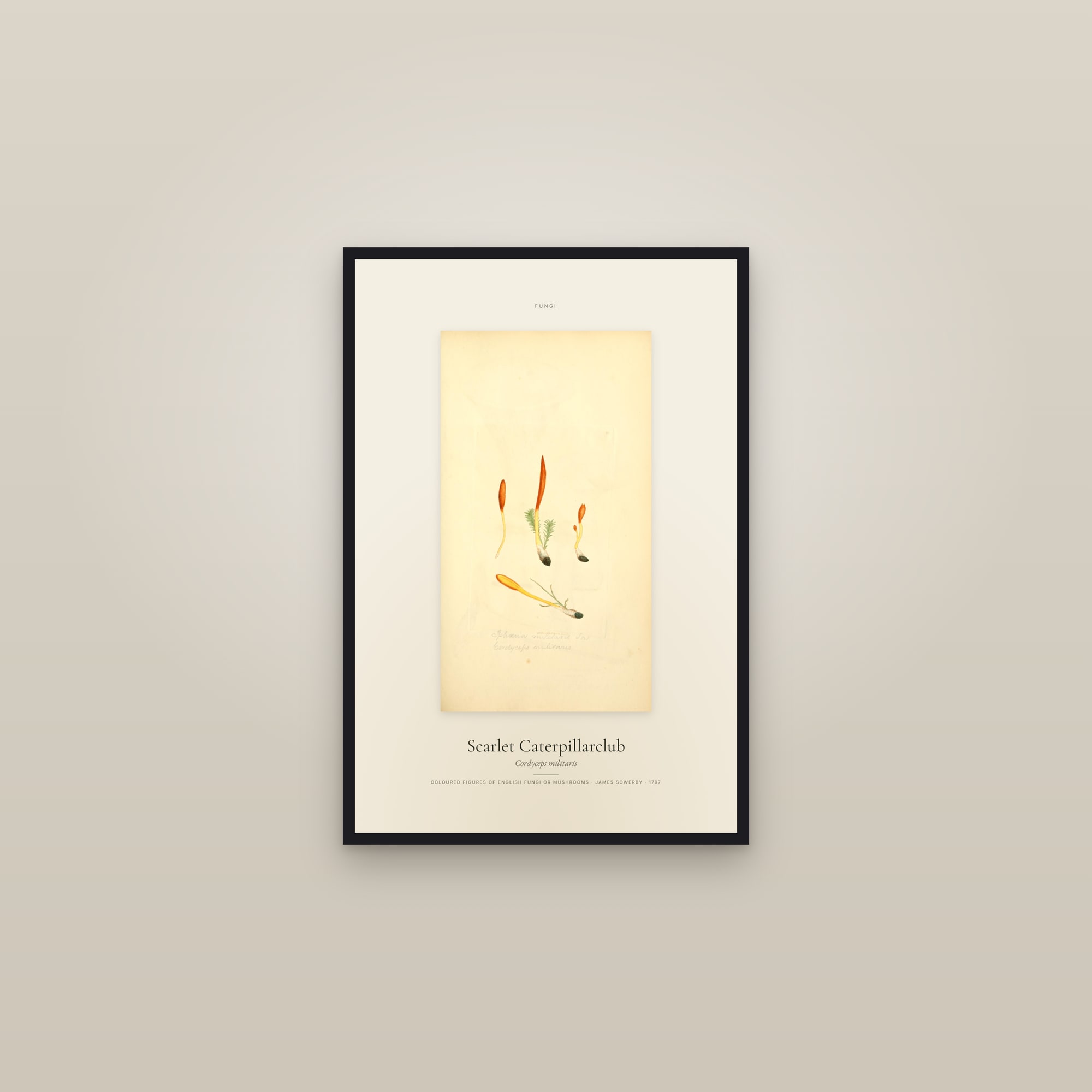 Scarlet Caterpillarclub — Specimen — framed in a gallery setting