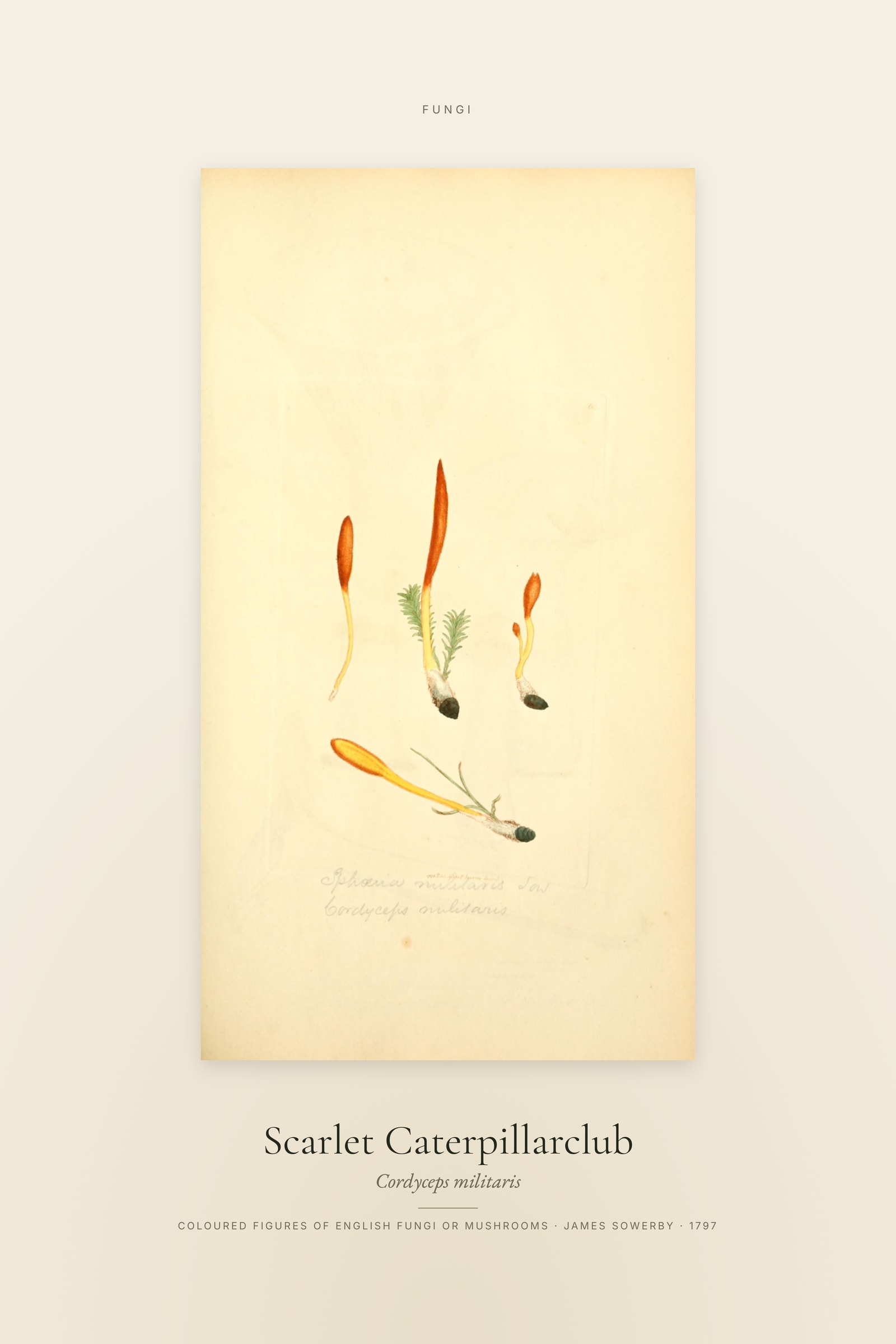 Scarlet Caterpillarclub — Specimen