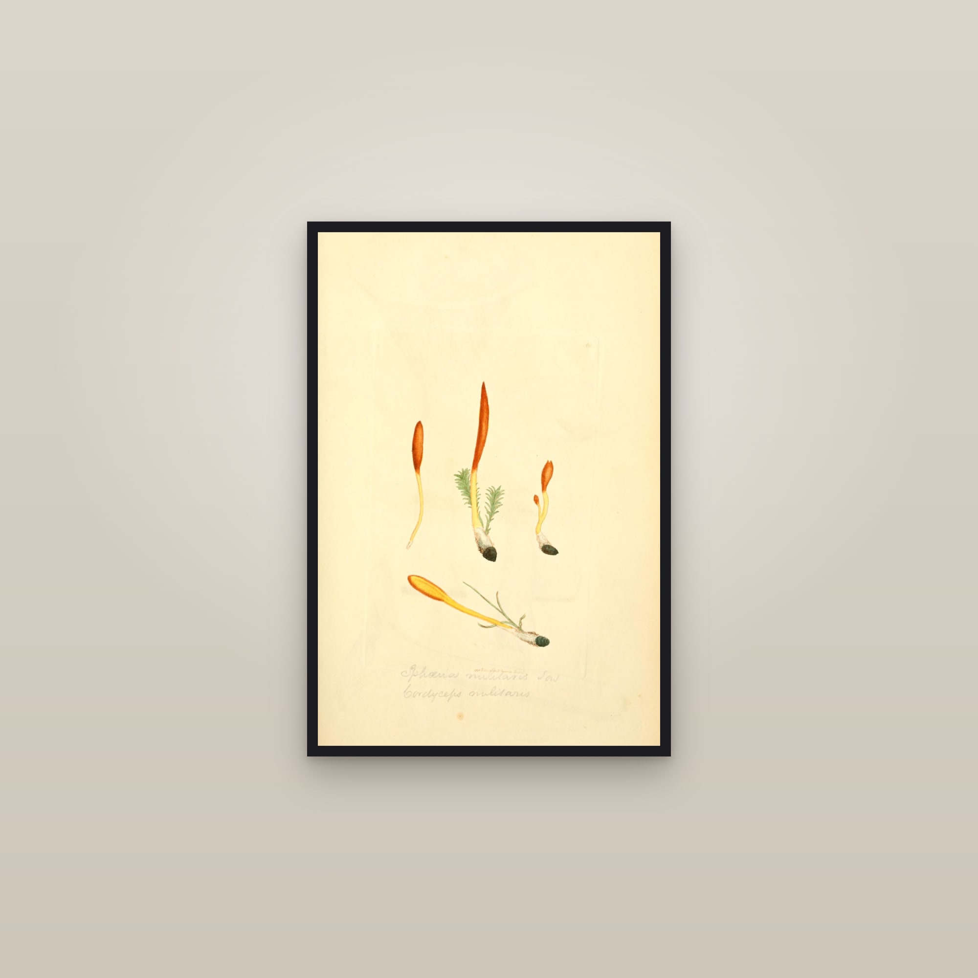 Scarlet Caterpillarclub — framed in a gallery setting