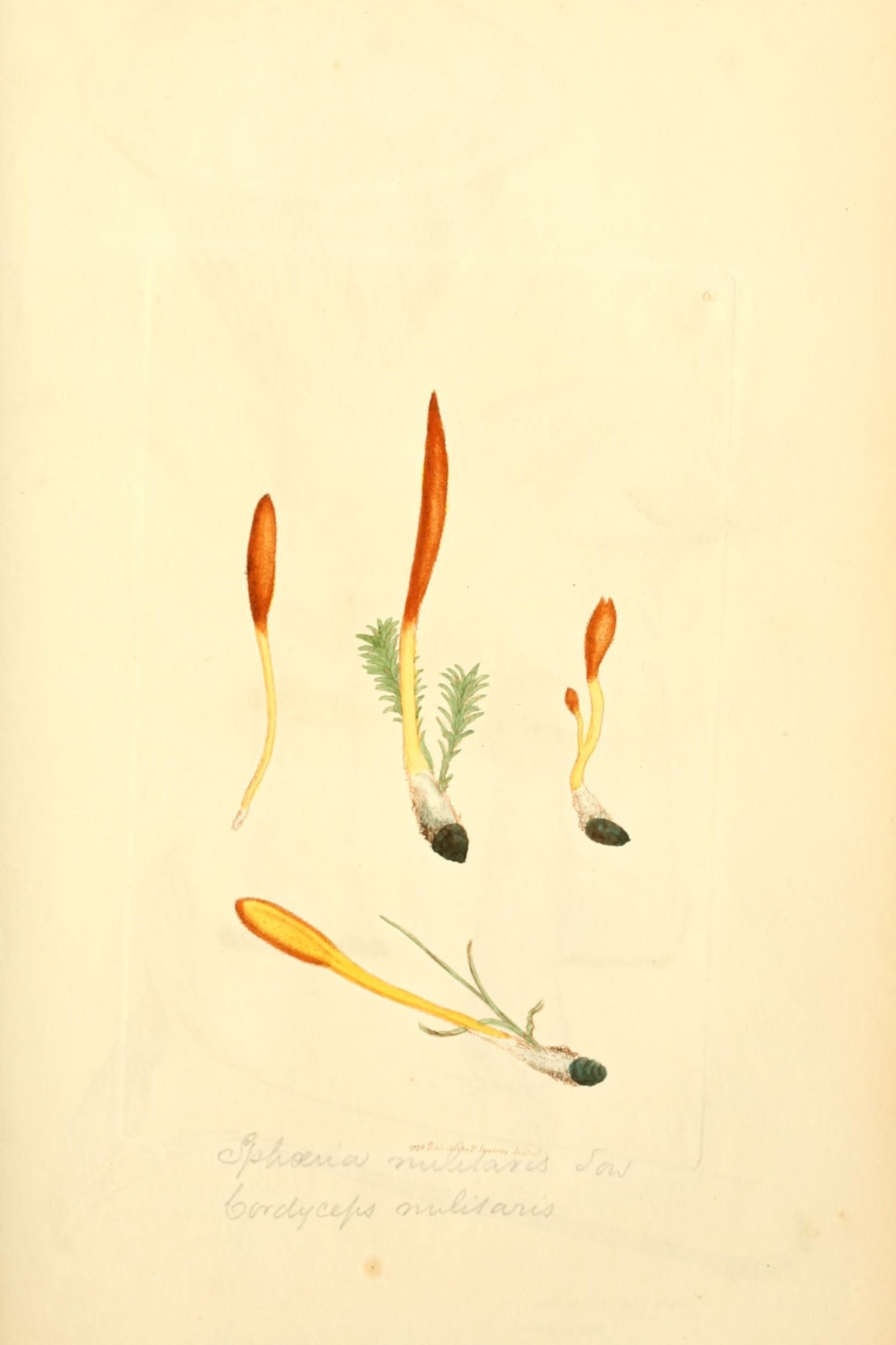 Scarlet Caterpillarclub