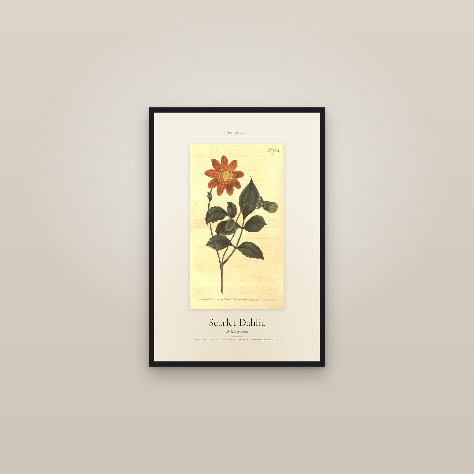 Scarlet Dahlia — Specimen — framed in a gallery setting