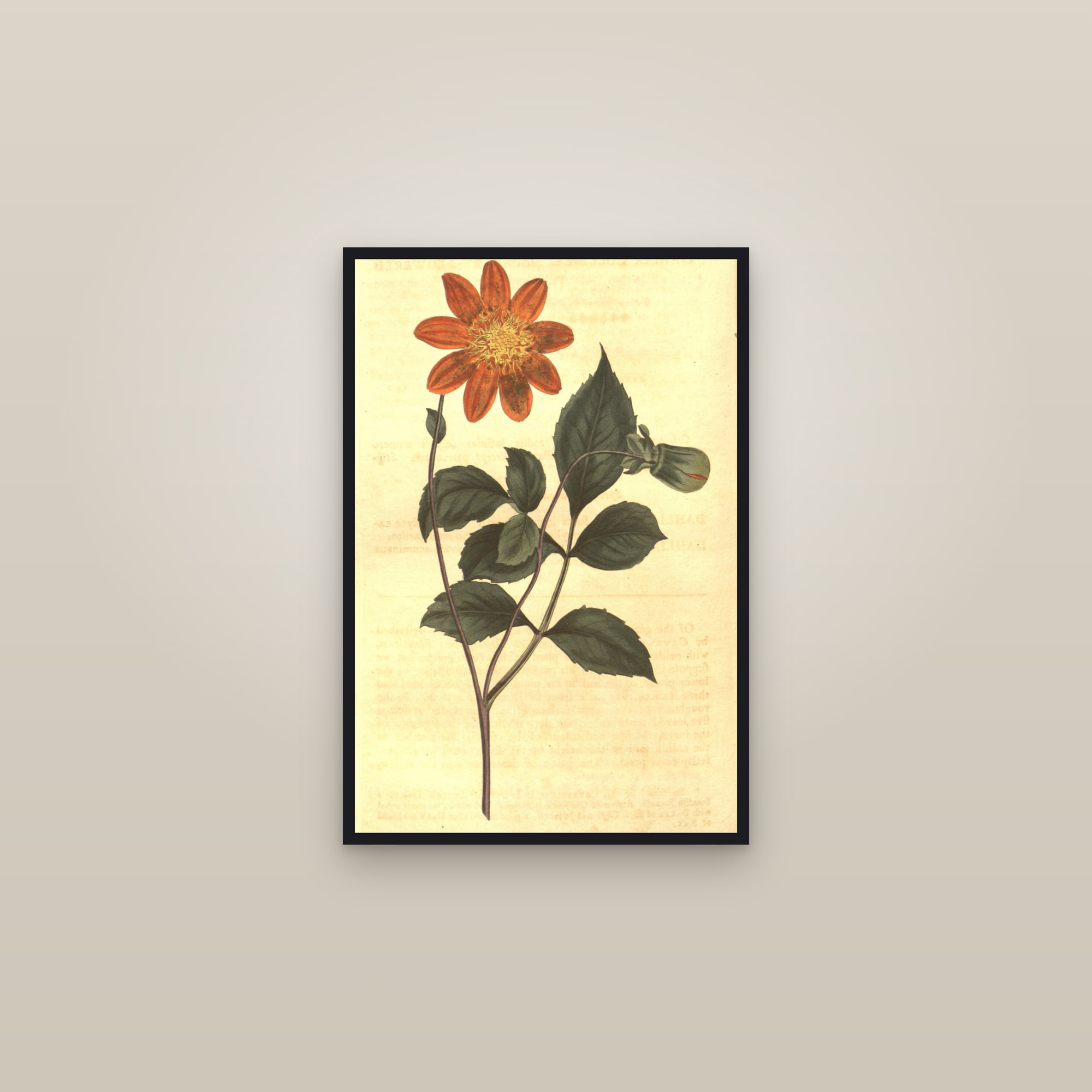 Scarlet Dahlia — framed in a gallery setting