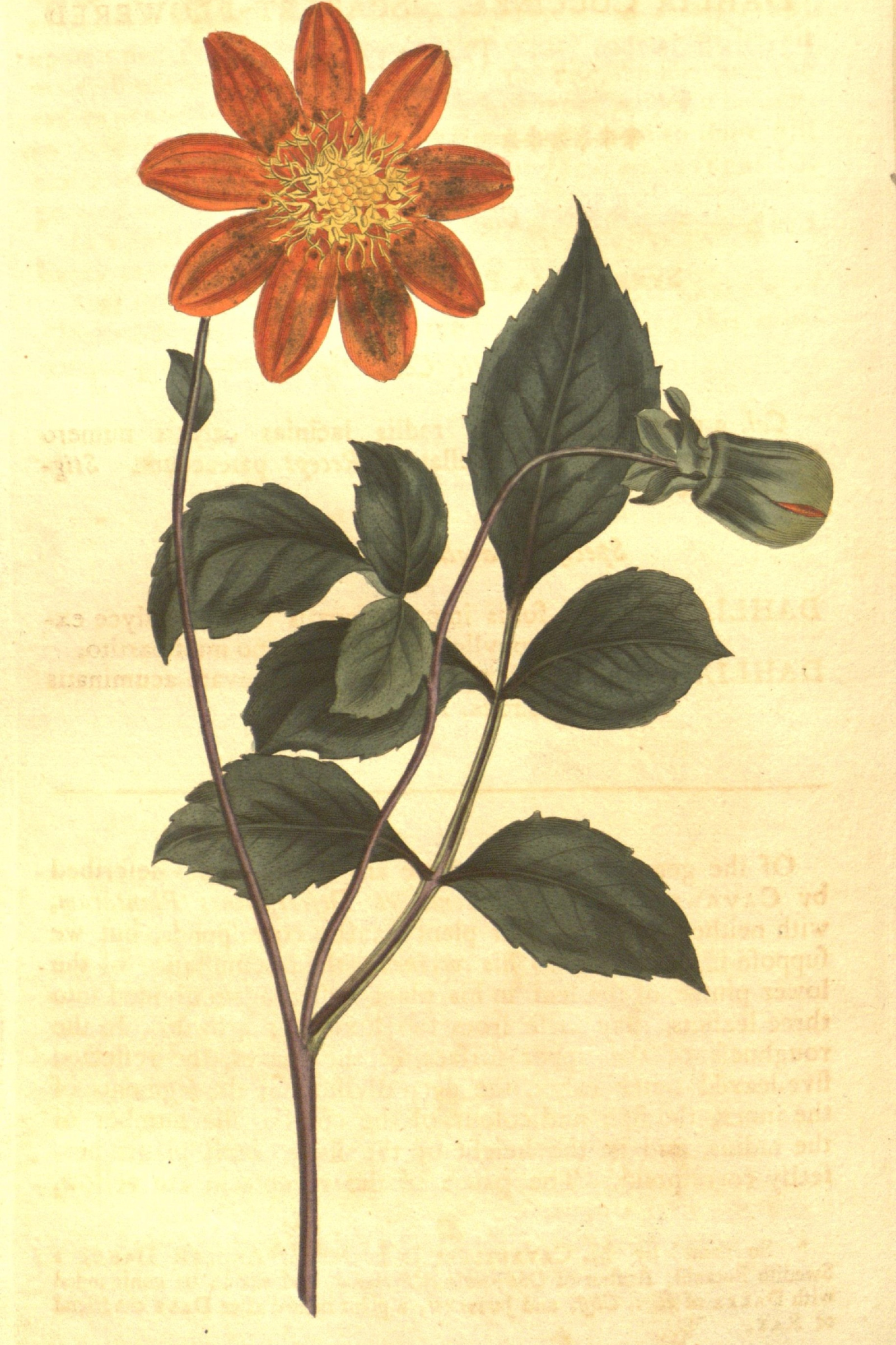 Scarlet Dahlia