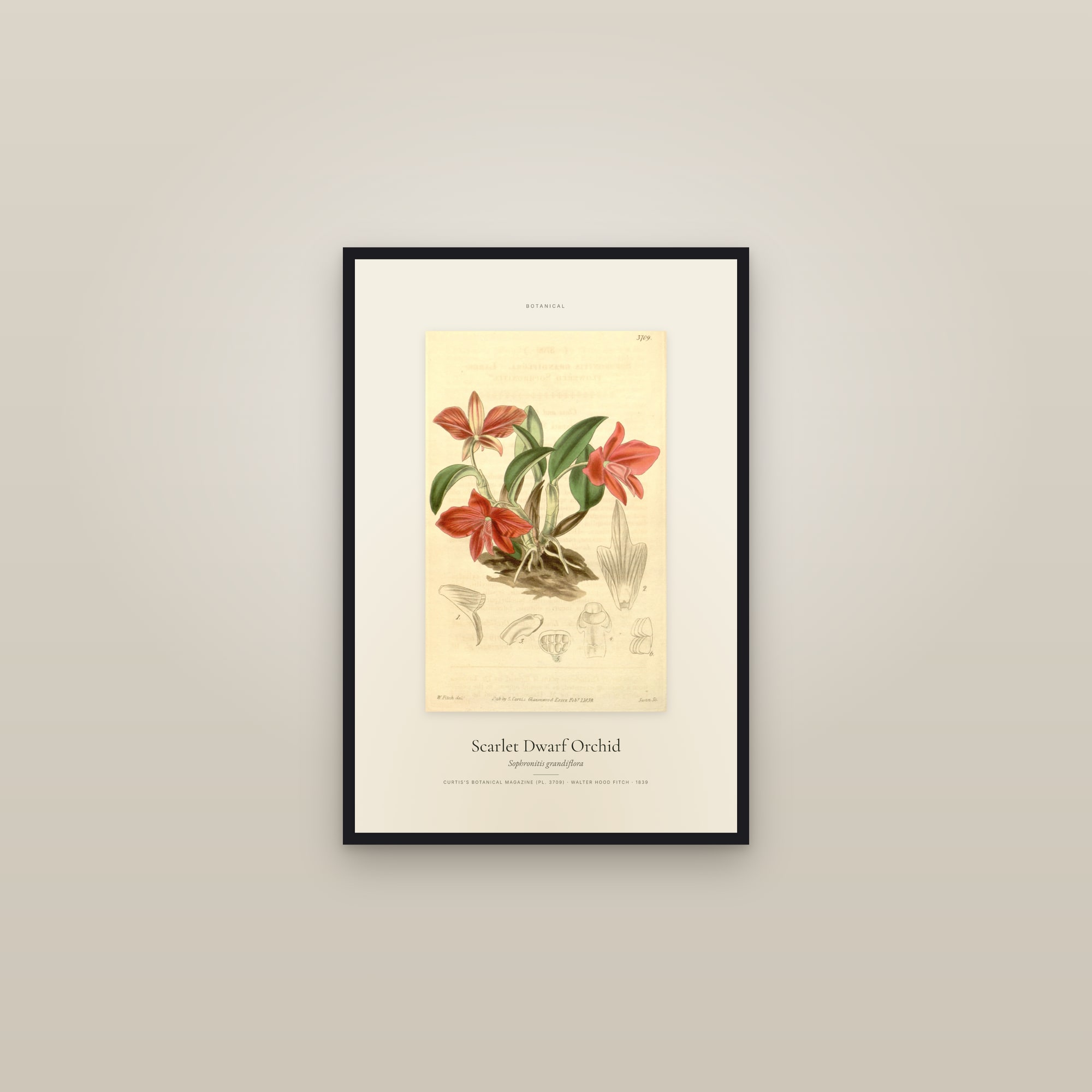 Scarlet Dwarf Orchid — Specimen — framed in a gallery setting