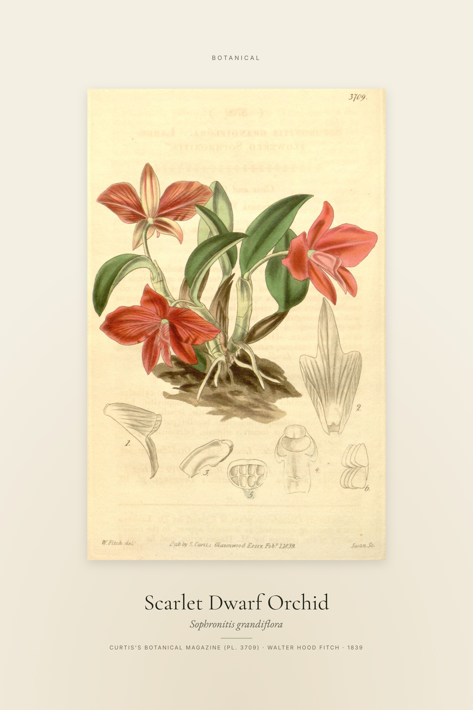 Scarlet Dwarf Orchid — Specimen