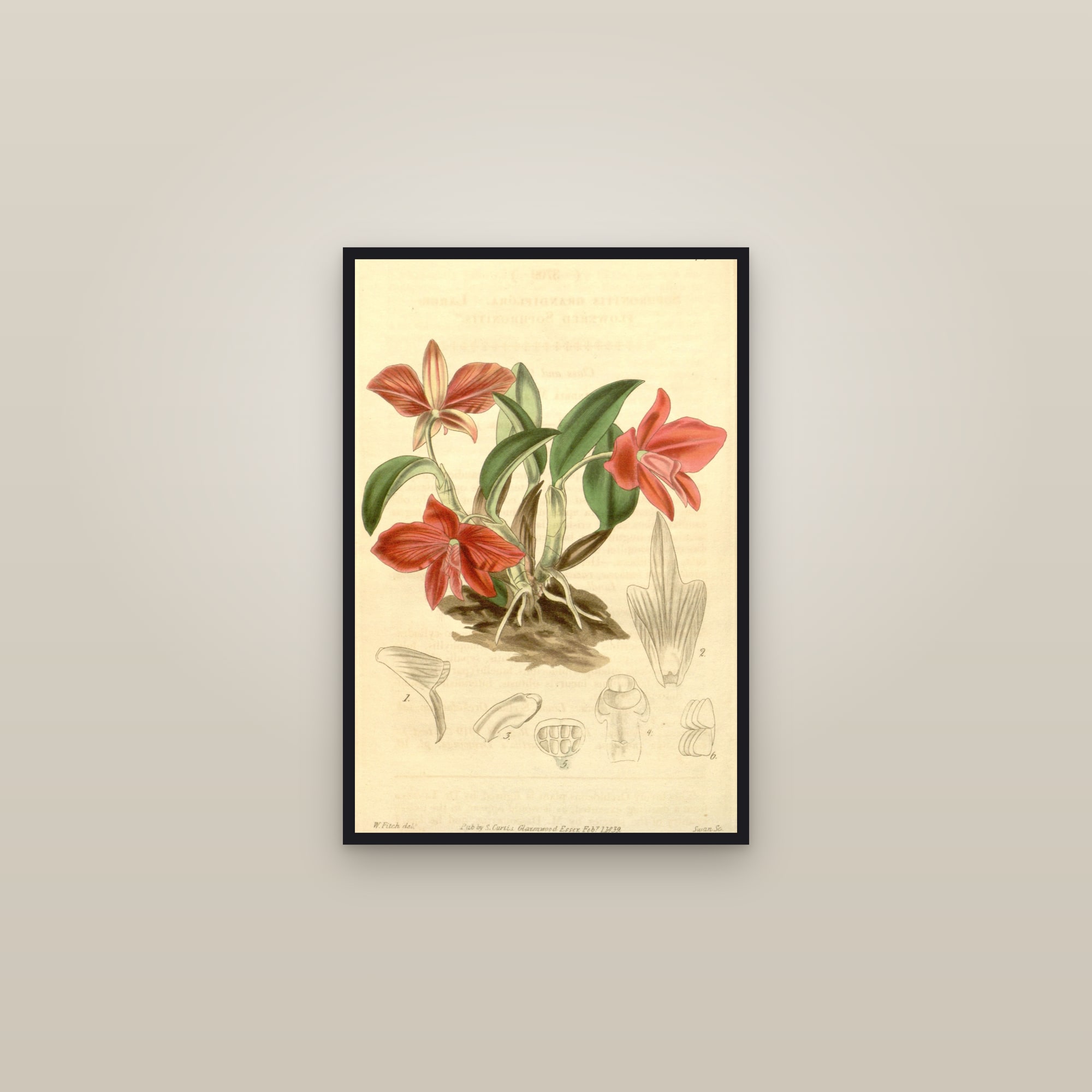 Scarlet Dwarf Orchid — framed in a gallery setting