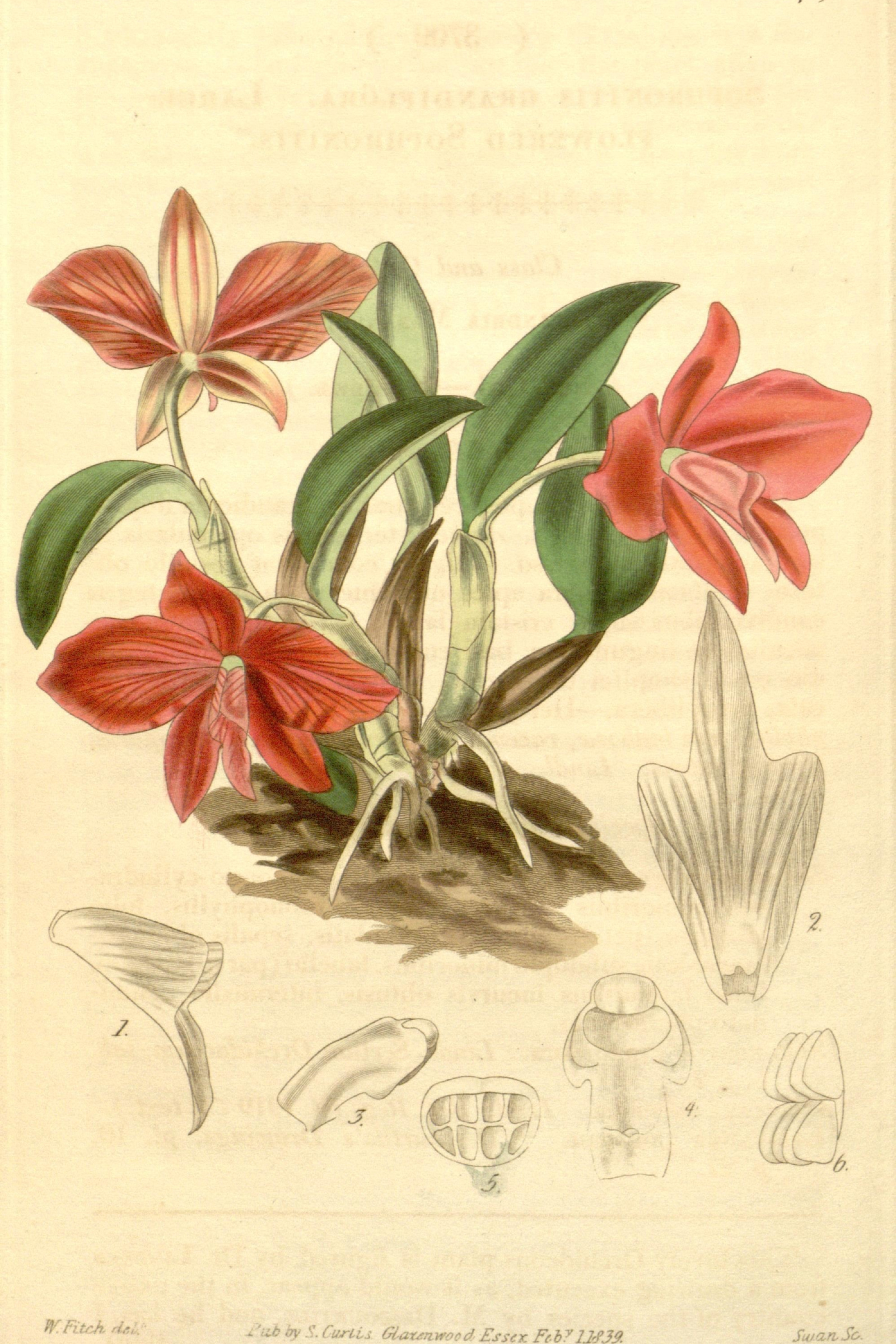 Scarlet Dwarf Orchid