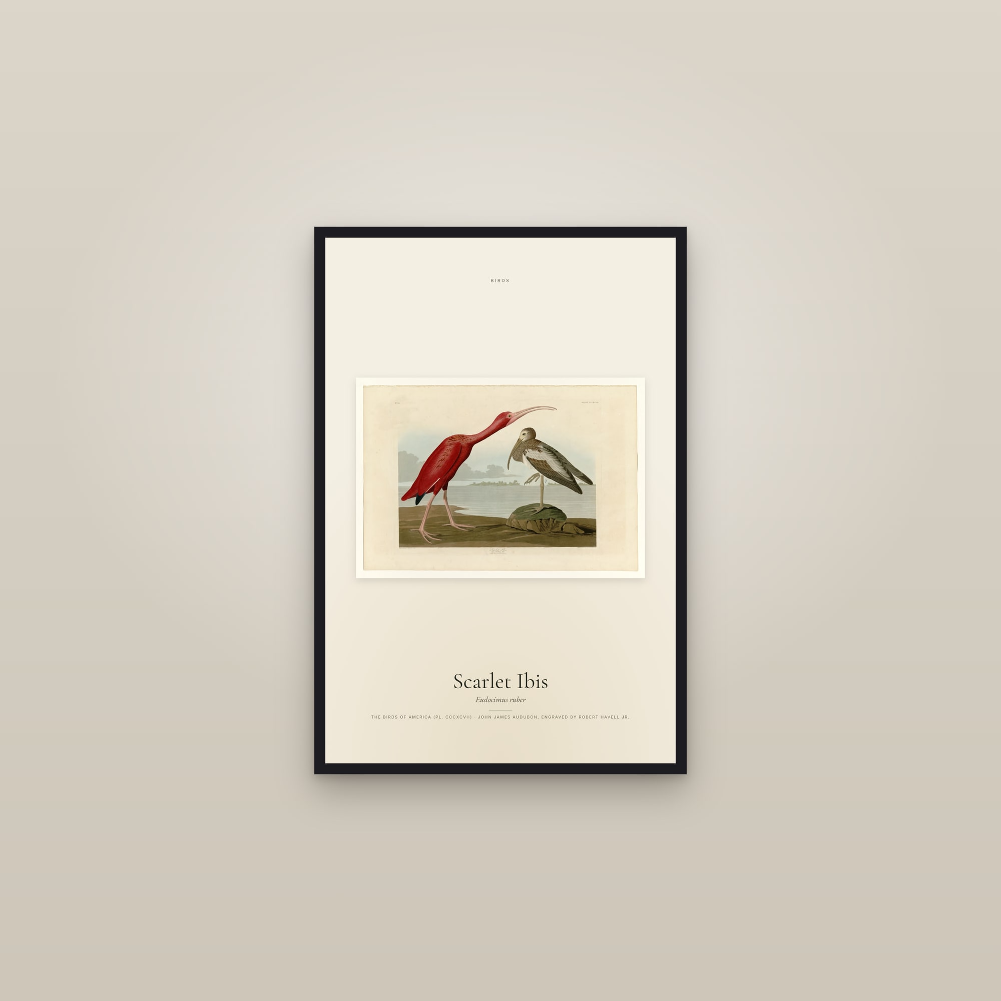 Scarlet Ibis — framed in a gallery setting