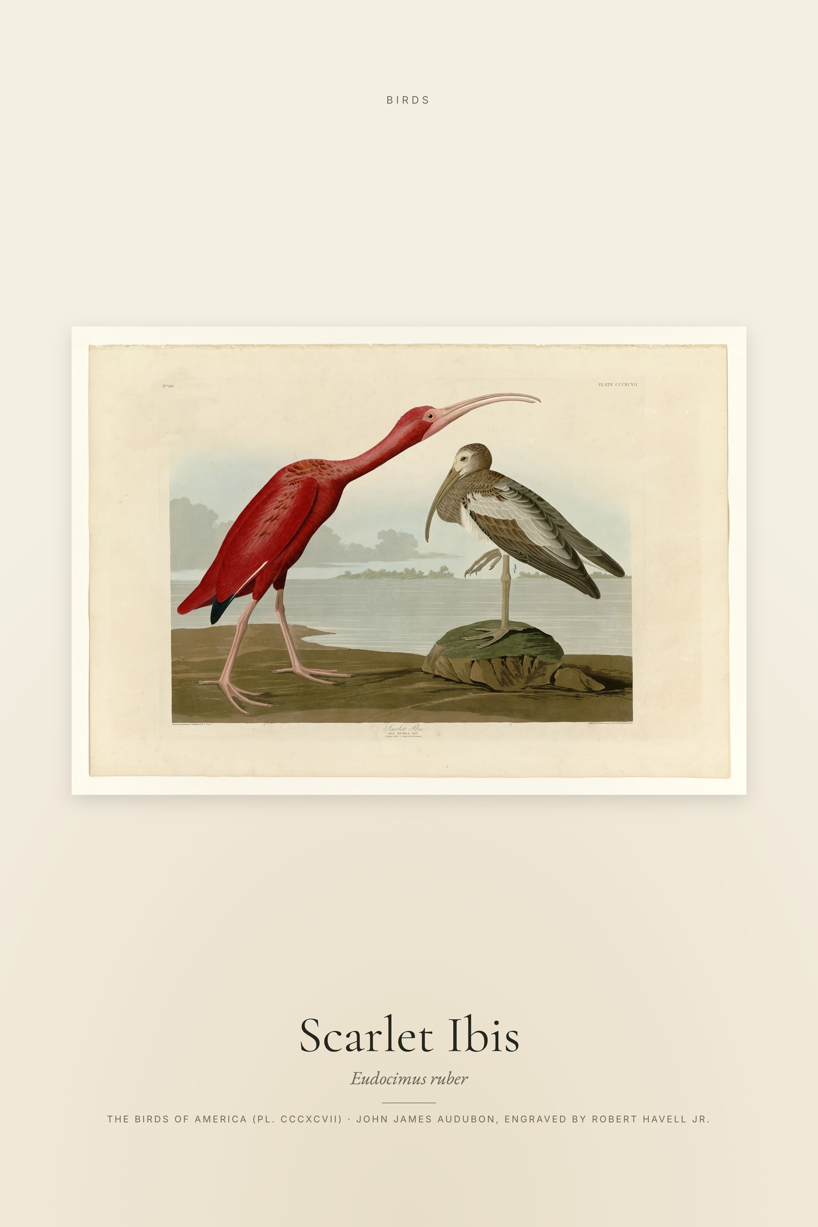 Scarlet Ibis