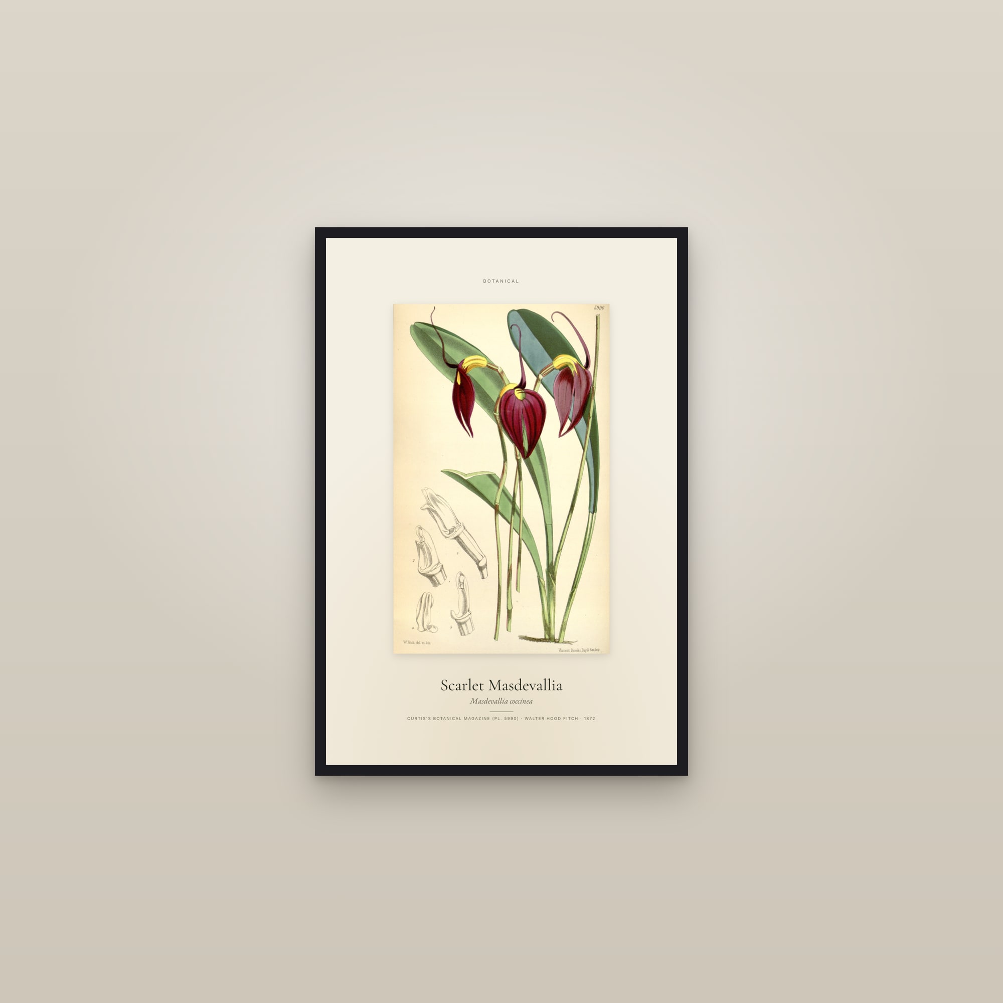 Scarlet Masdevallia — Specimen — framed in a gallery setting