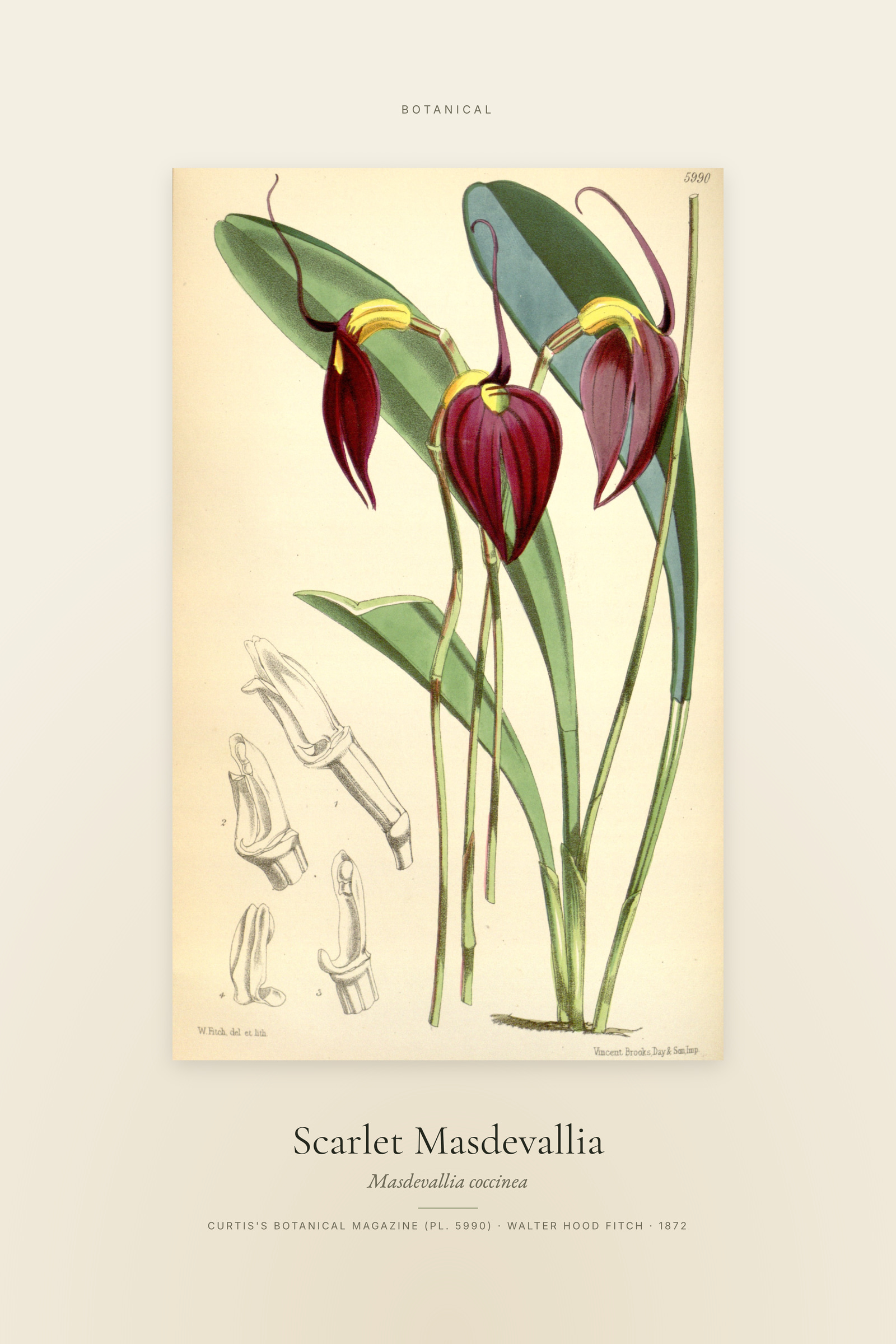 Scarlet Masdevallia — Specimen