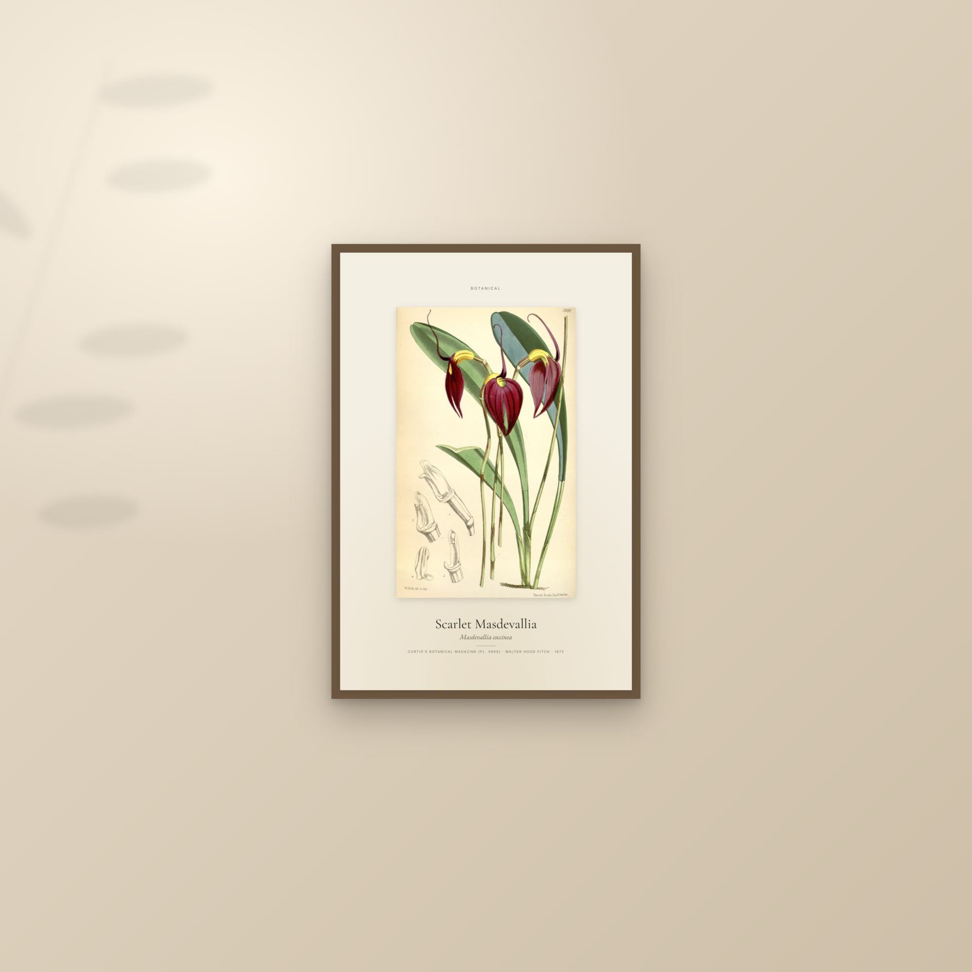 Scarlet Masdevallia — Specimen — framed and styled on a sunlit wall
