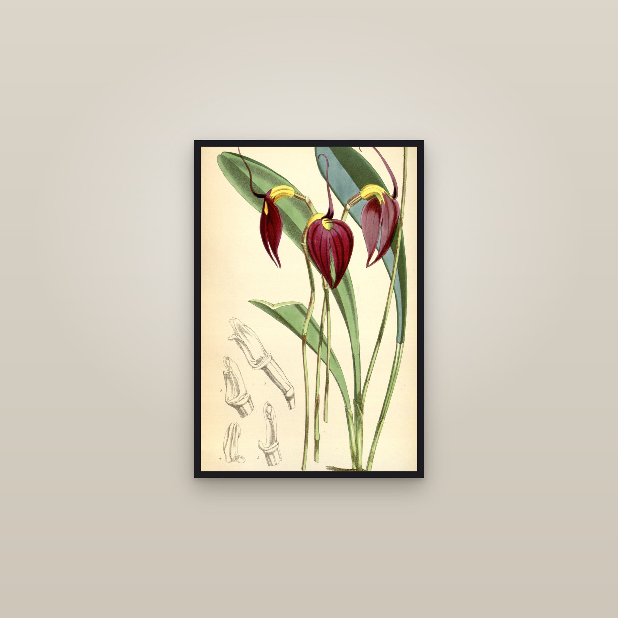 Scarlet Masdevallia — framed in a gallery setting