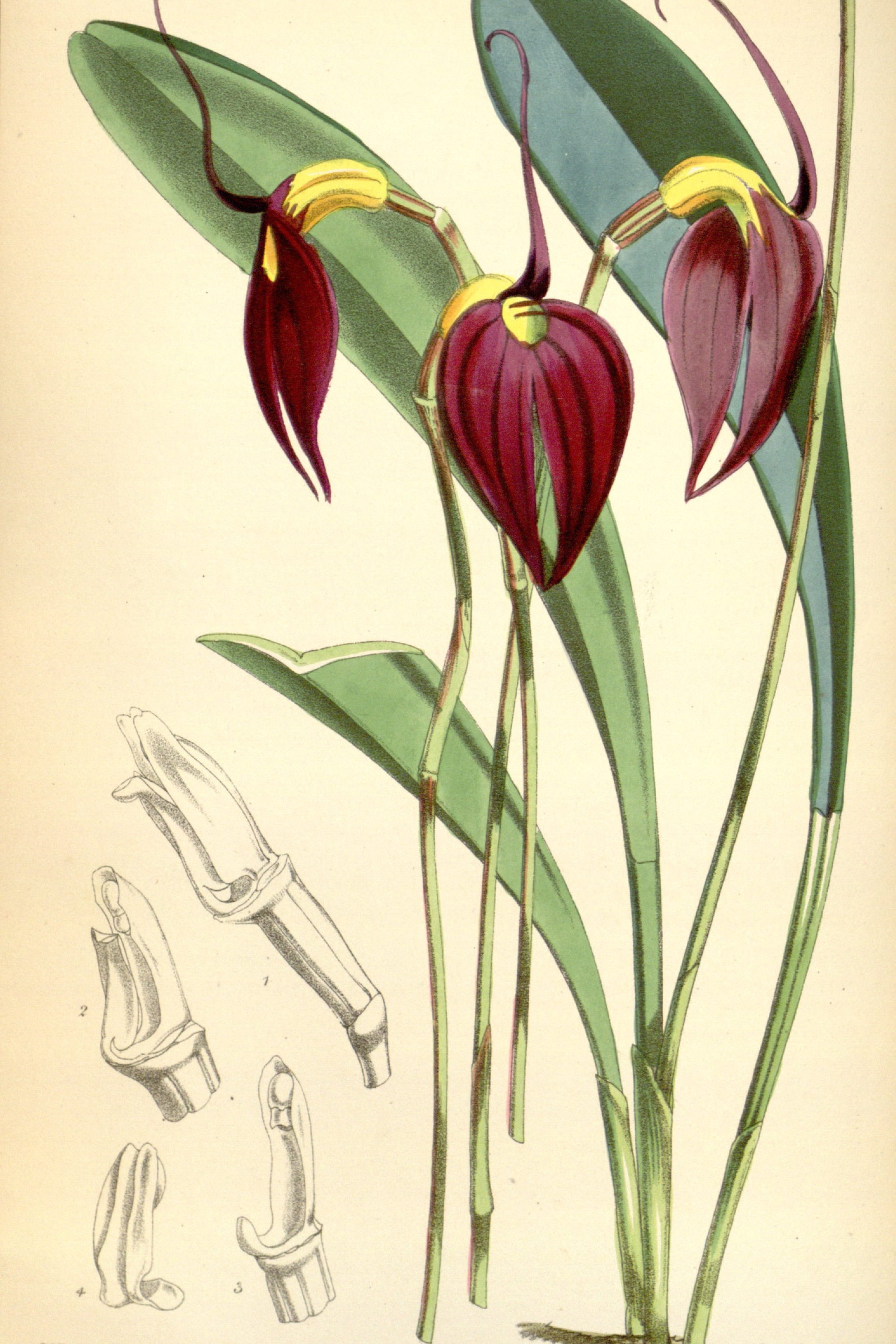 Scarlet Masdevallia