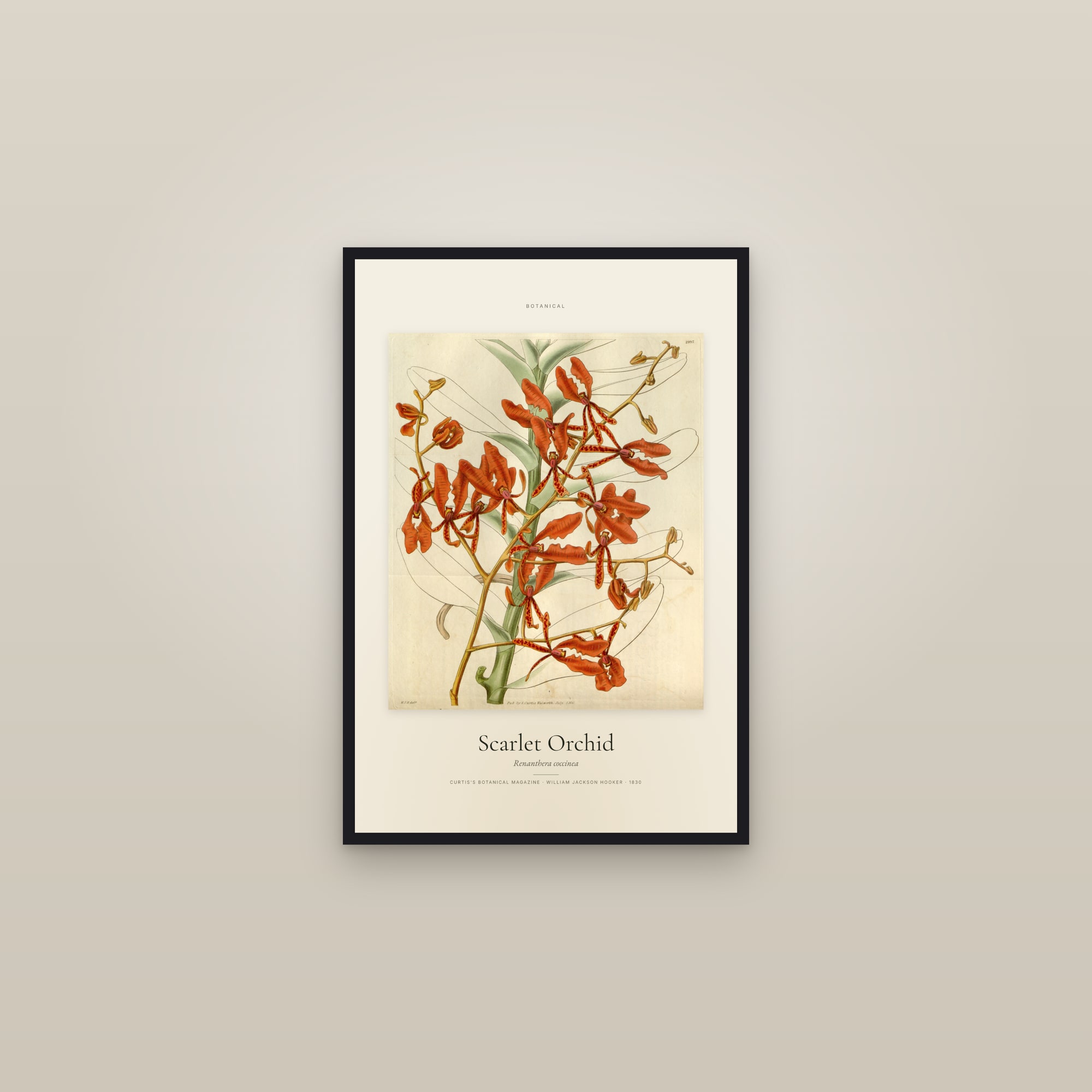 Scarlet Orchid — Specimen — framed in a gallery setting