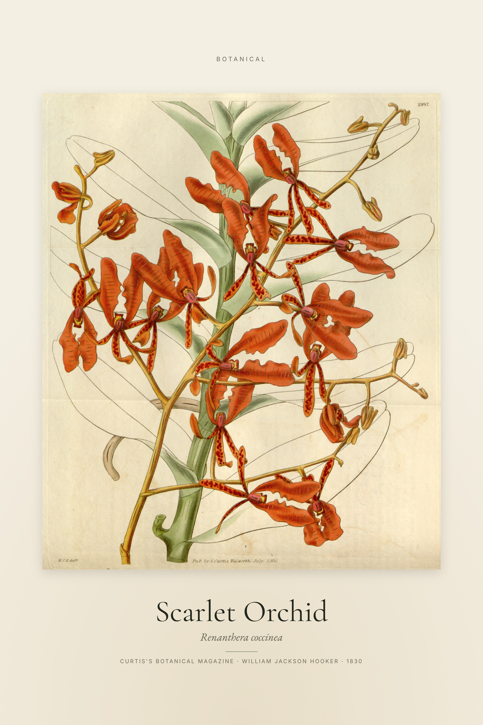 Scarlet Orchid — Specimen
