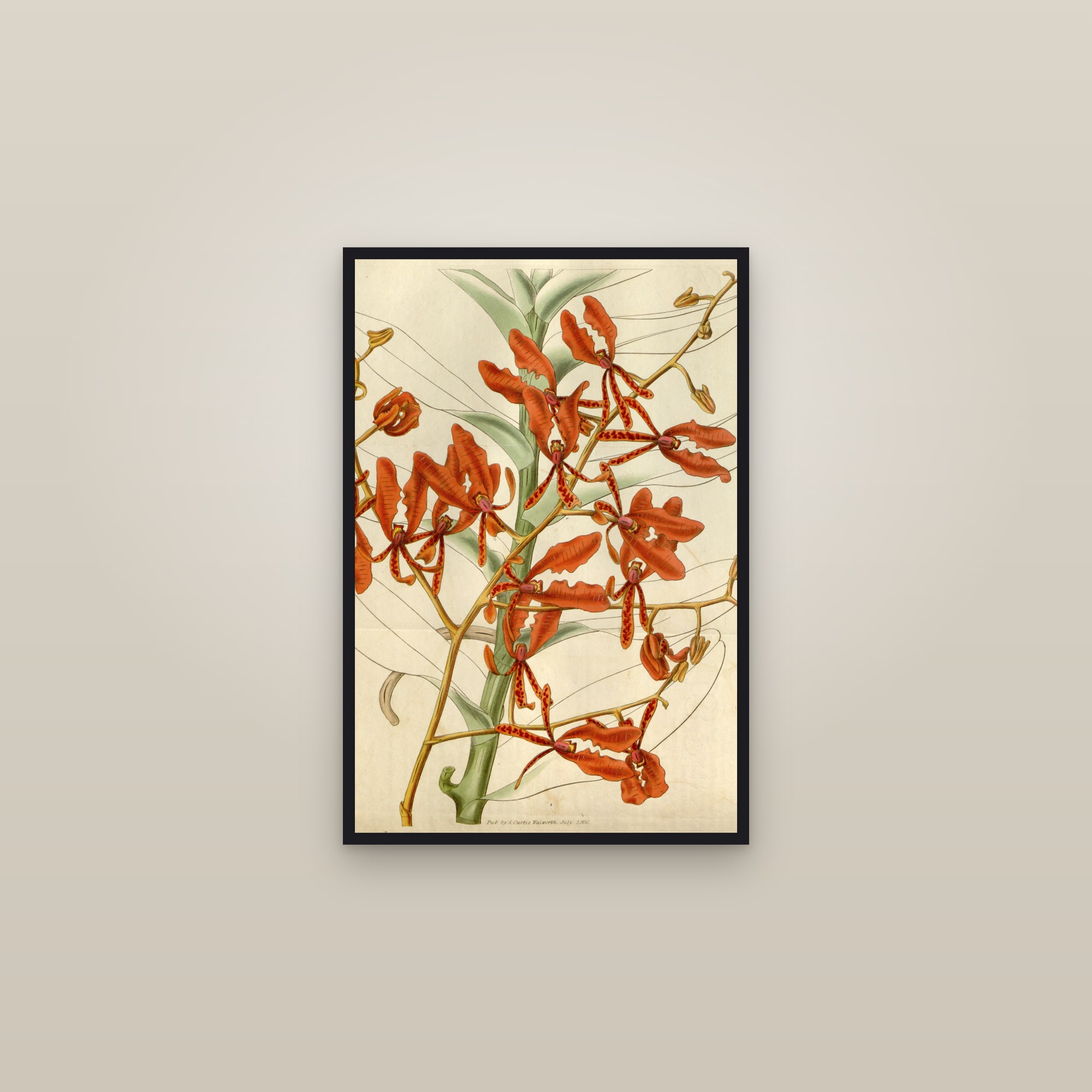 Scarlet Orchid — framed in a gallery setting