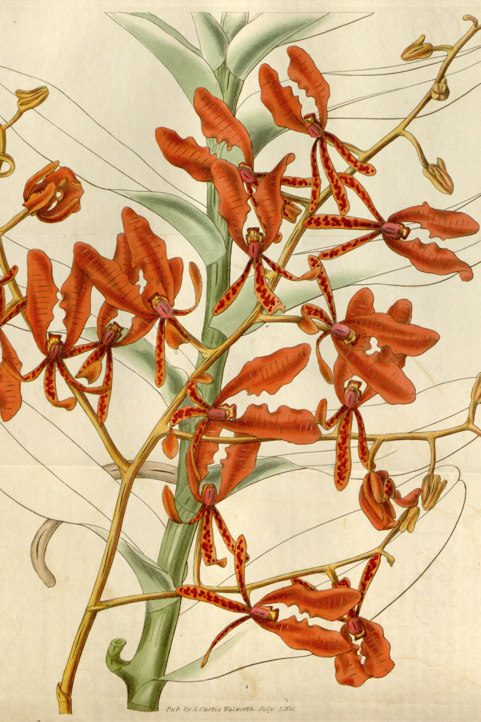 Scarlet Orchid