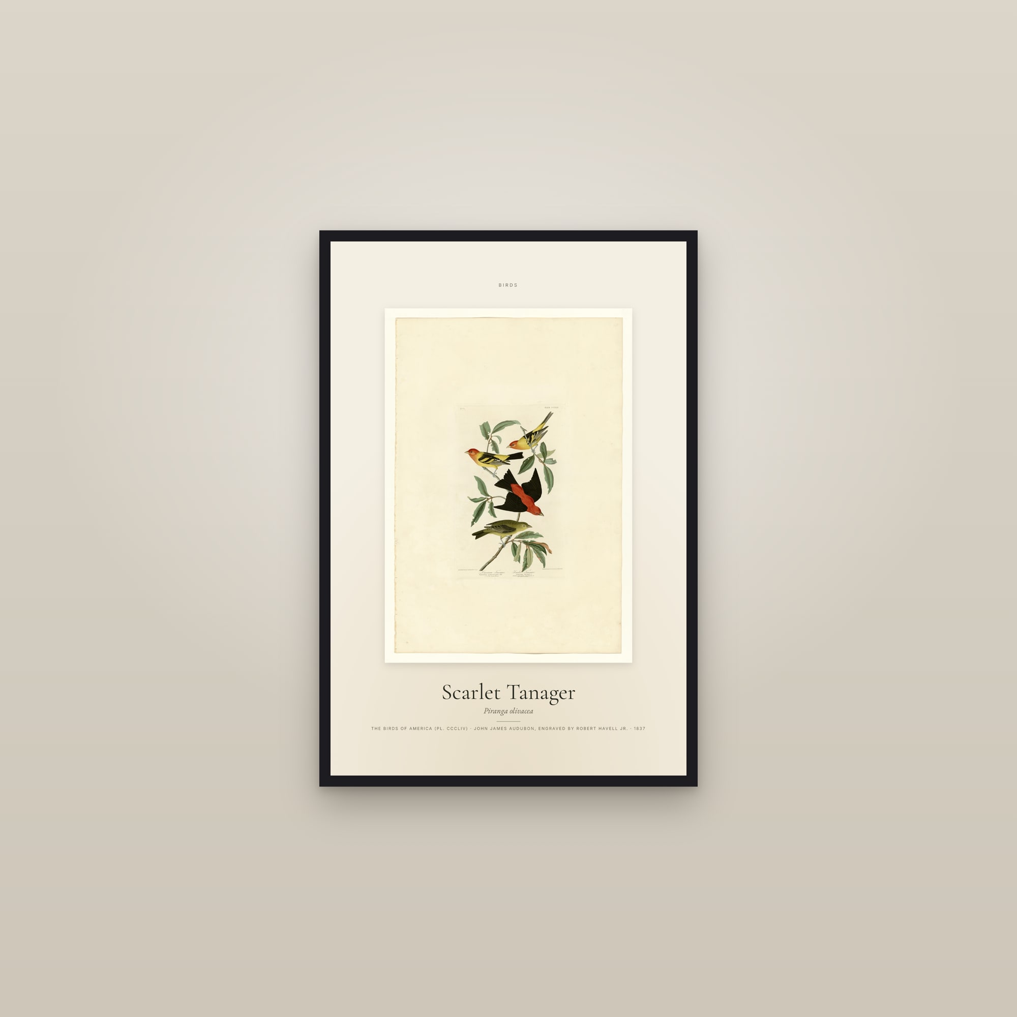 Scarlet Tanager — Specimen — framed in a gallery setting