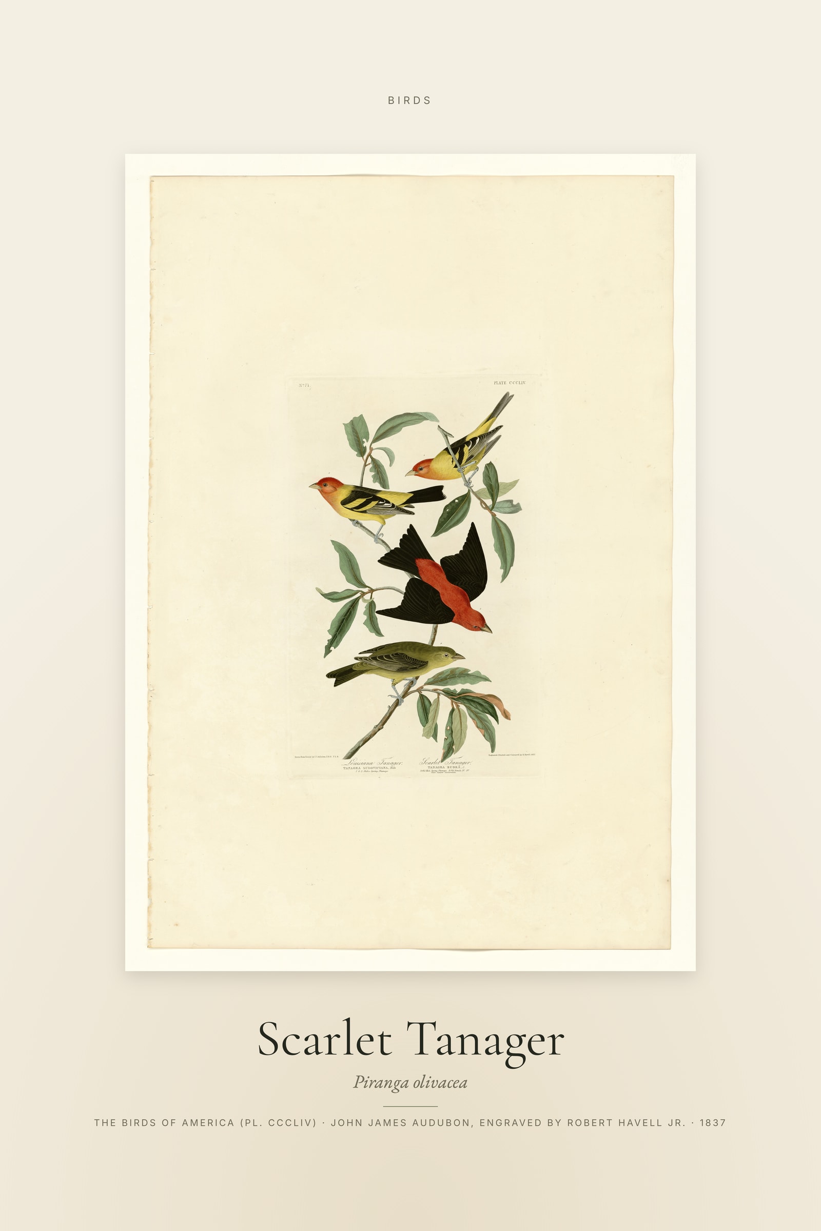 Scarlet Tanager — Specimen