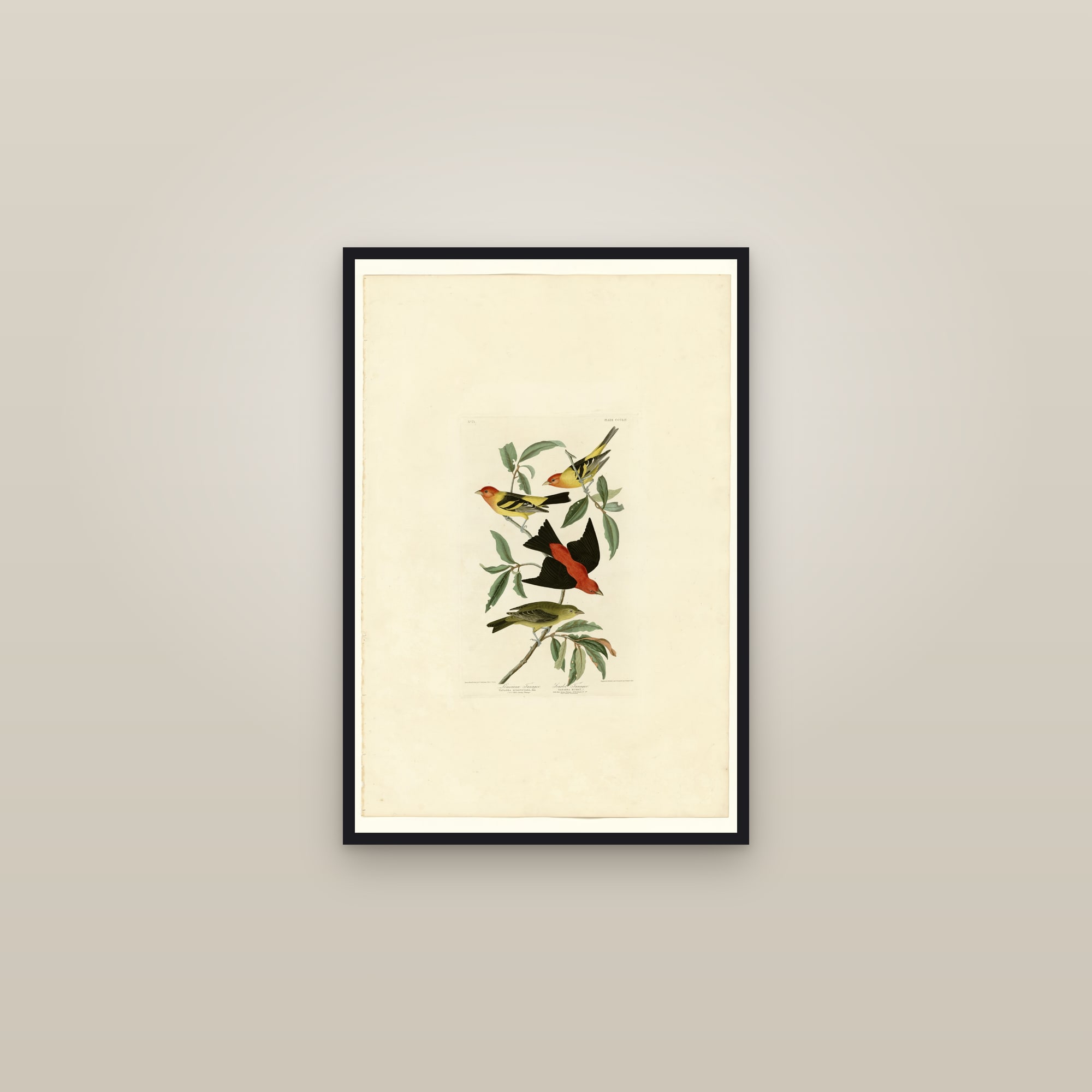 Scarlet Tanager — framed in a gallery setting