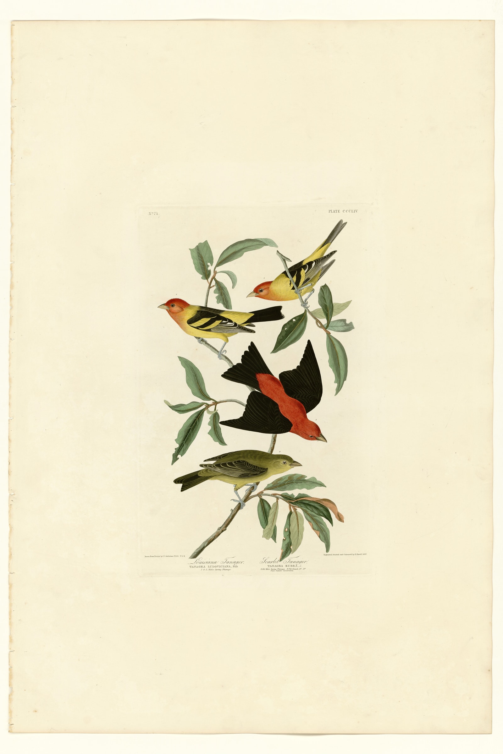Scarlet Tanager