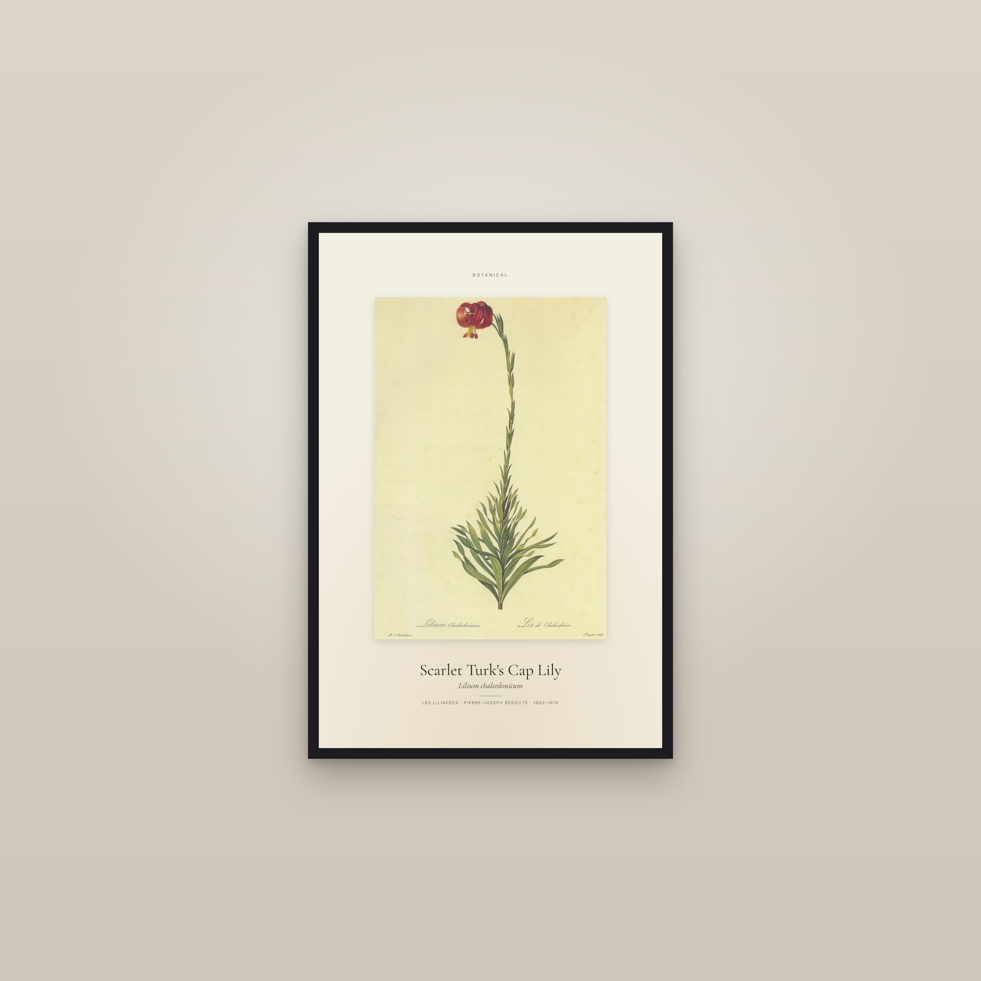 Scarlet Turk's Cap Lily — Specimen — framed in a gallery setting