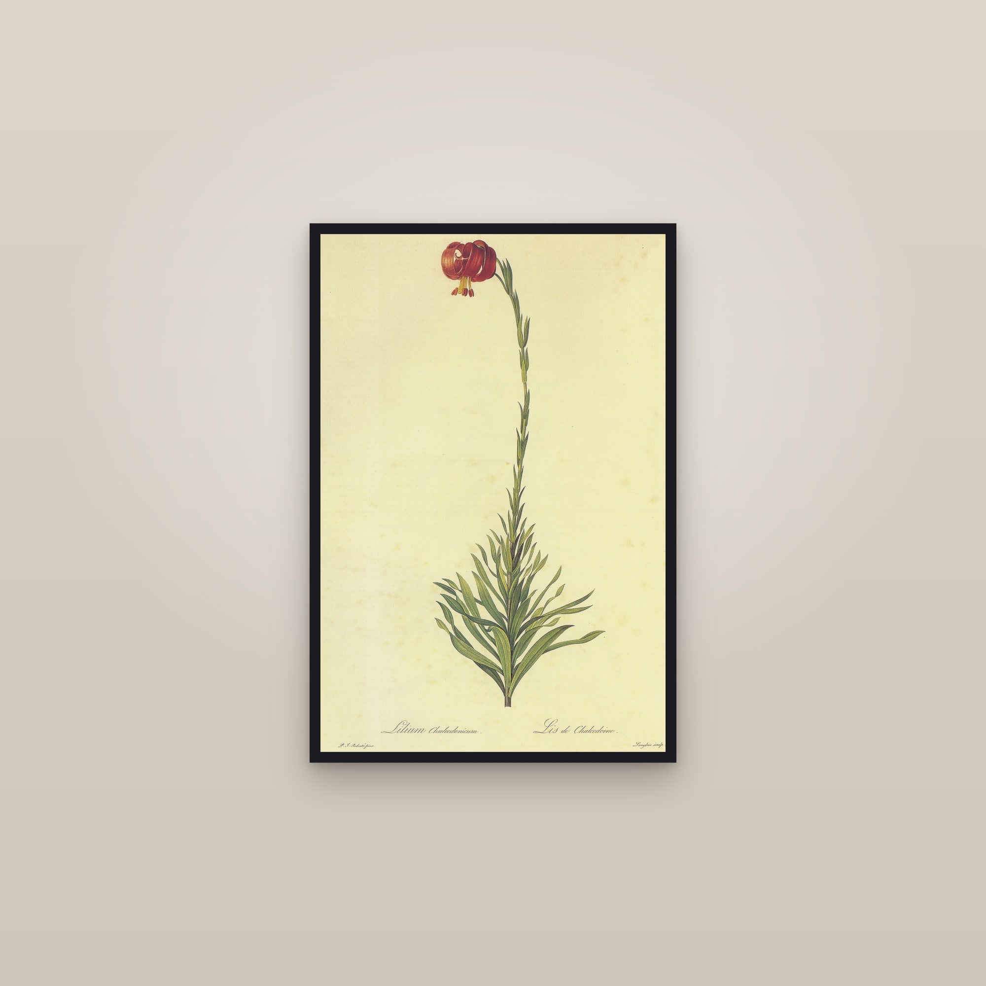 Scarlet Turk's Cap Lily — framed in a gallery setting
