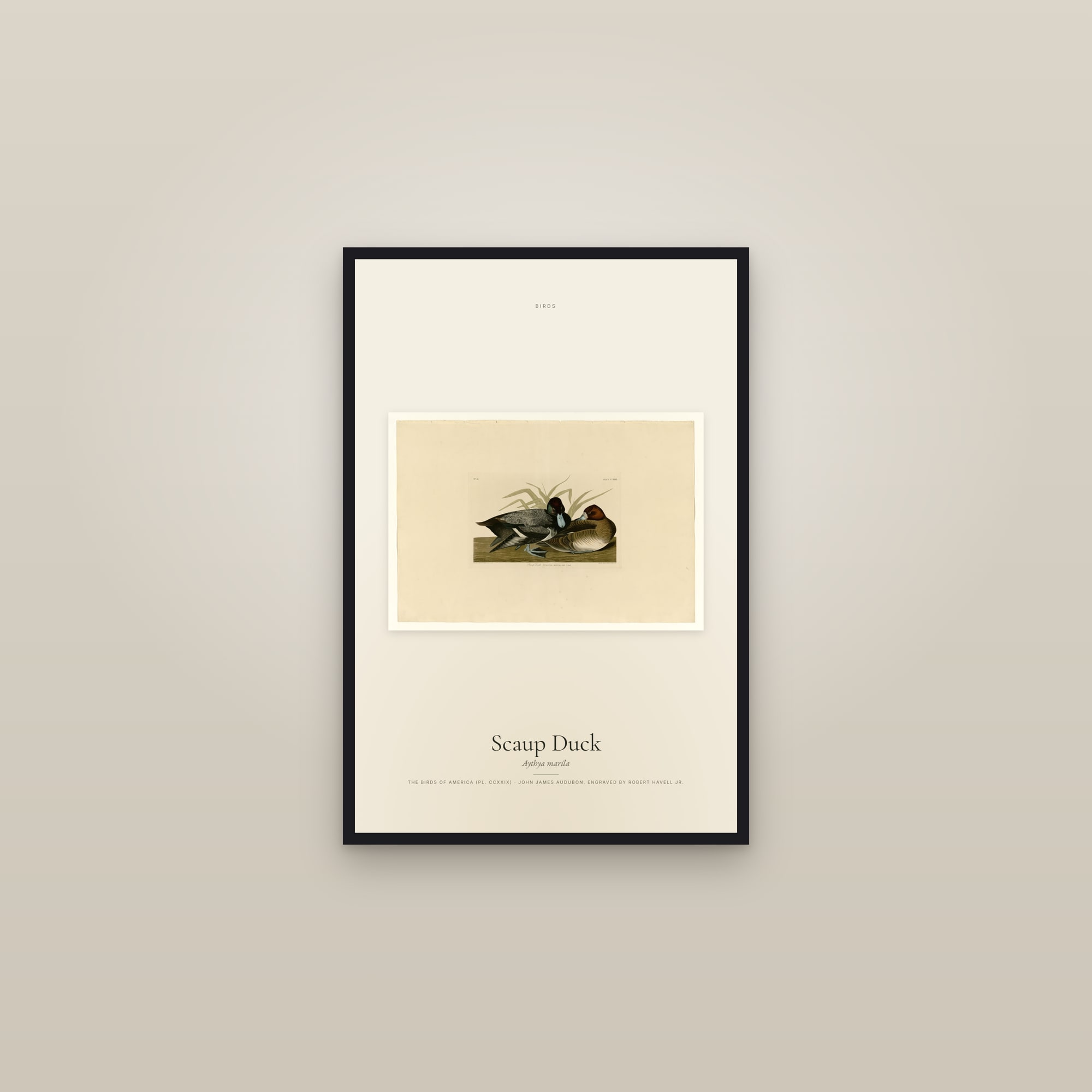 Scaup Duck — framed in a gallery setting