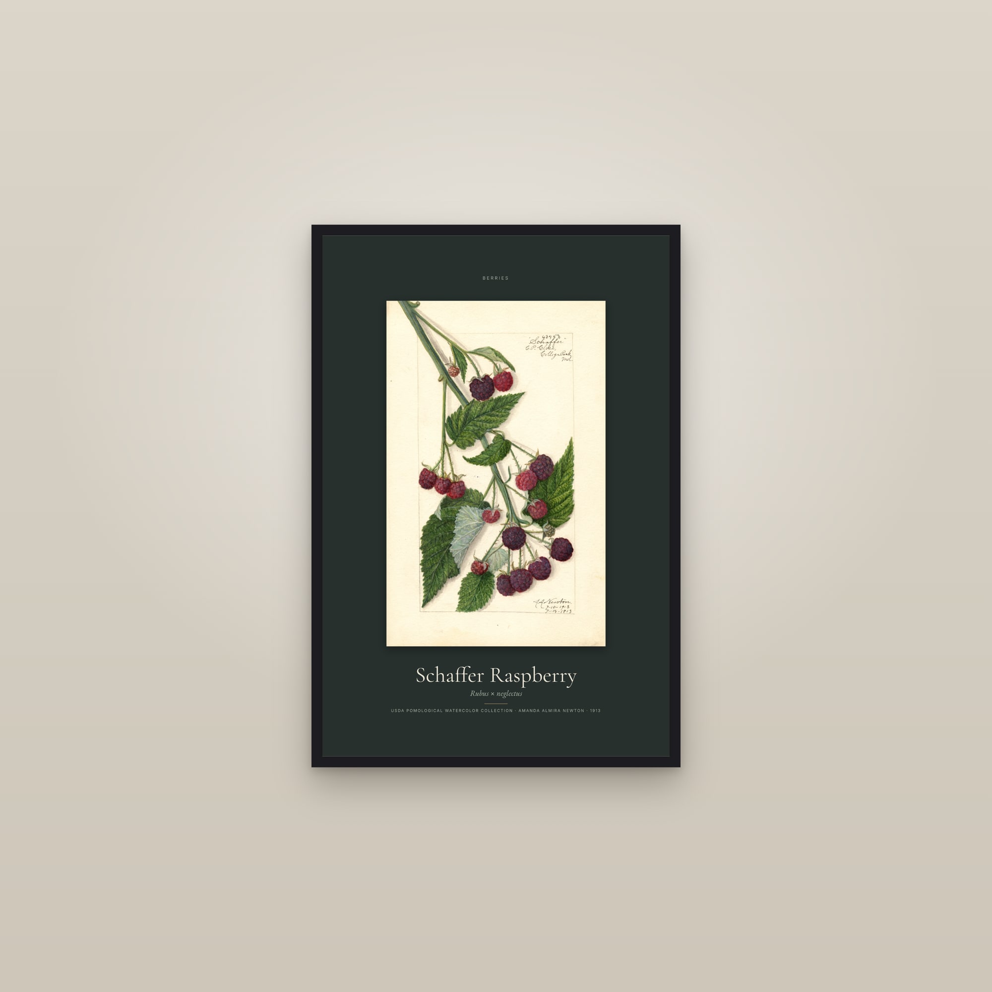 Schaffer Raspberry — Specimen — framed in a gallery setting