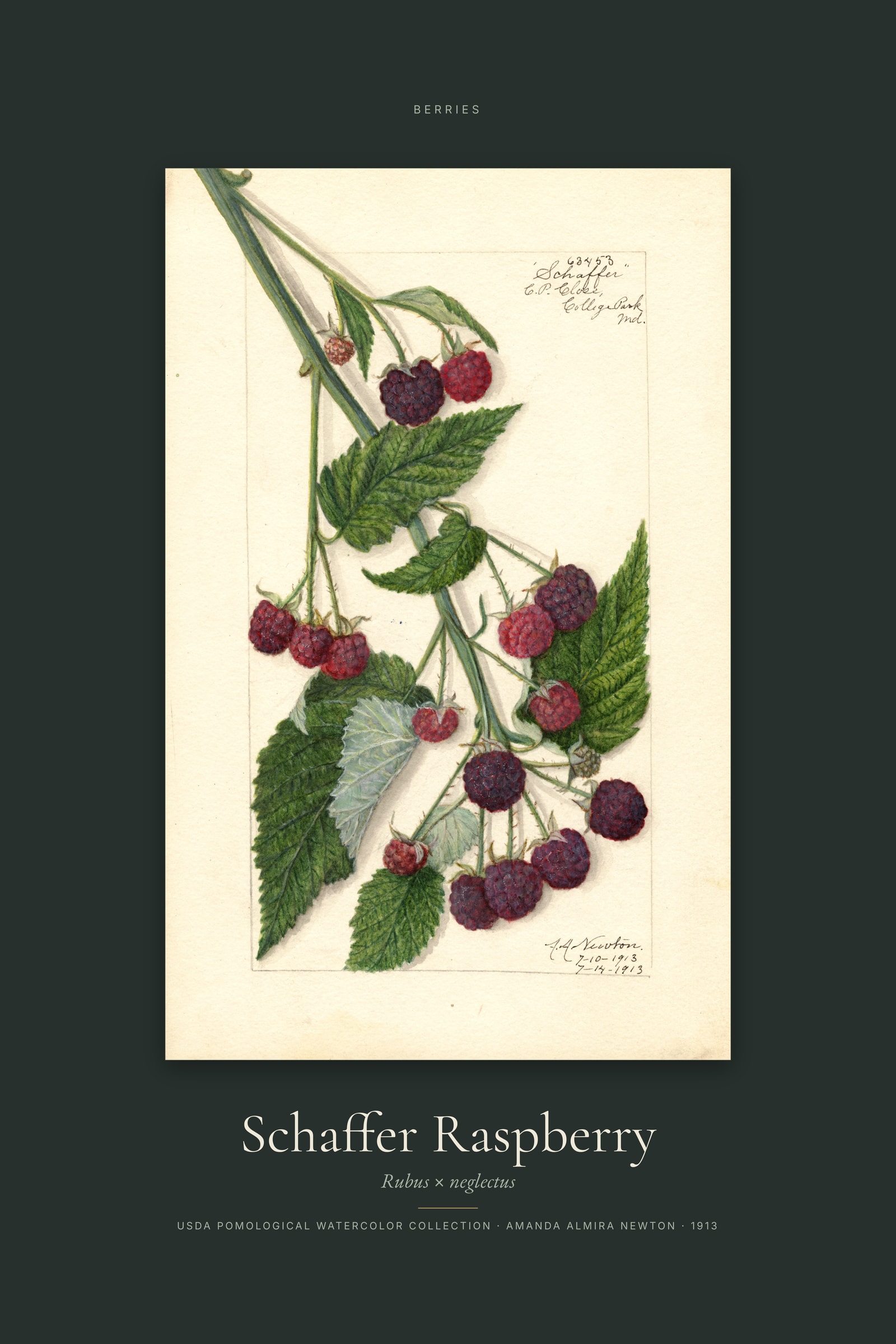 Schaffer Raspberry — Specimen