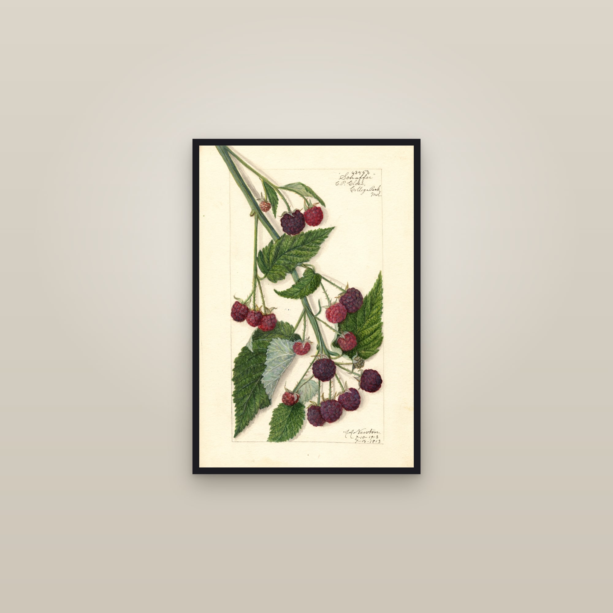 Schaffer Raspberry — framed in a gallery setting