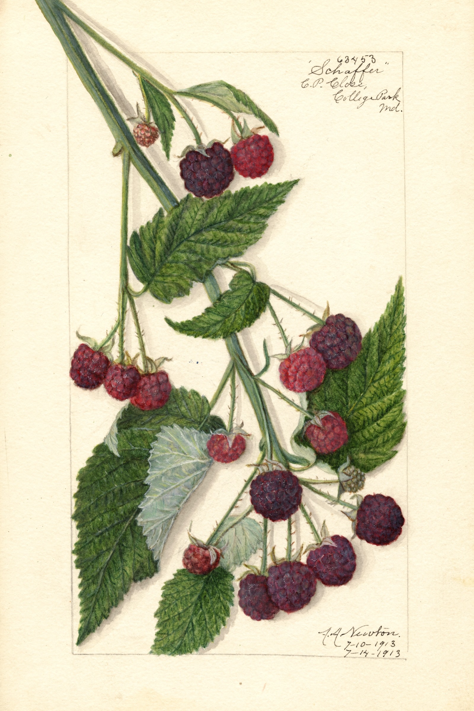 Schaffer Raspberry