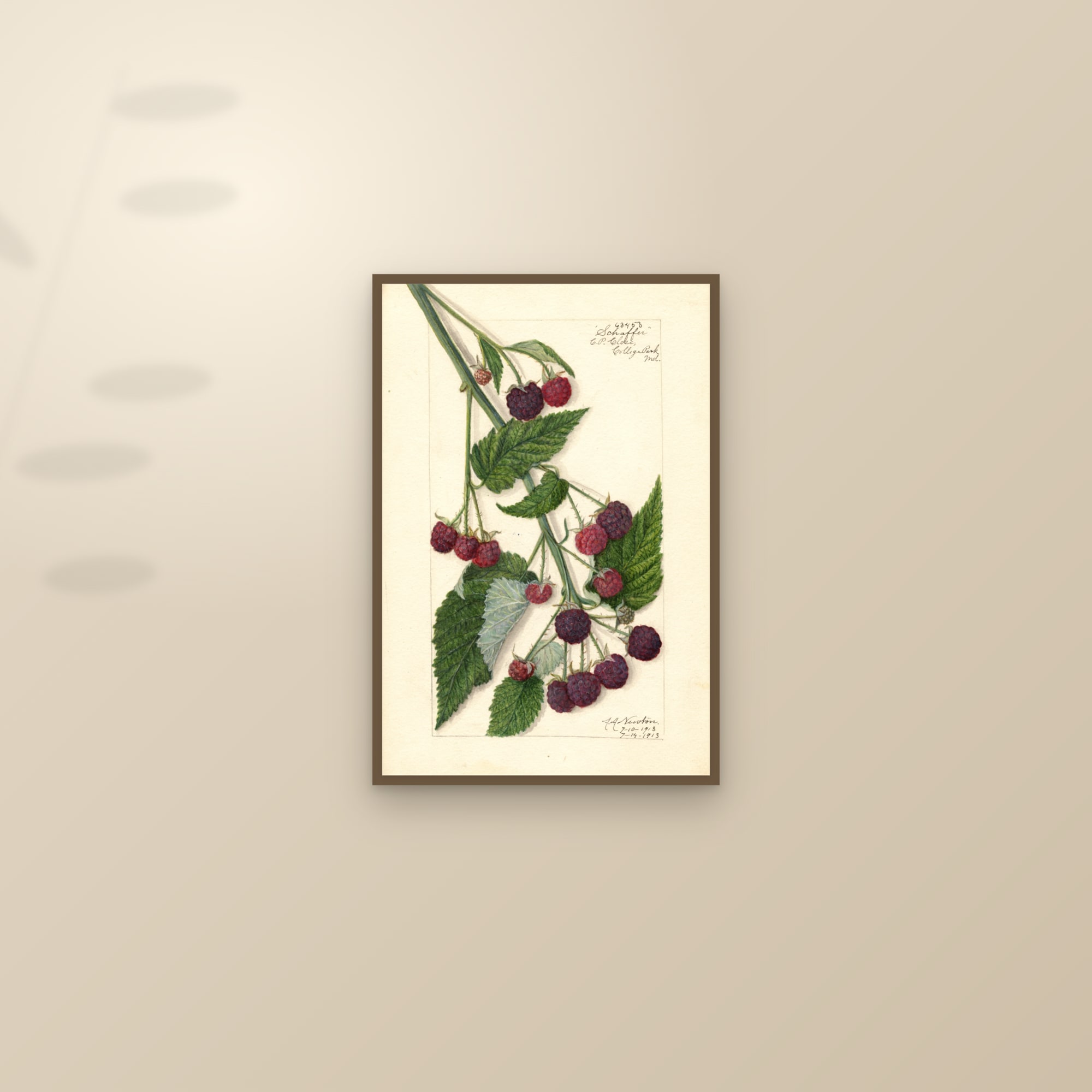Schaffer Raspberry — framed and styled on a sunlit wall