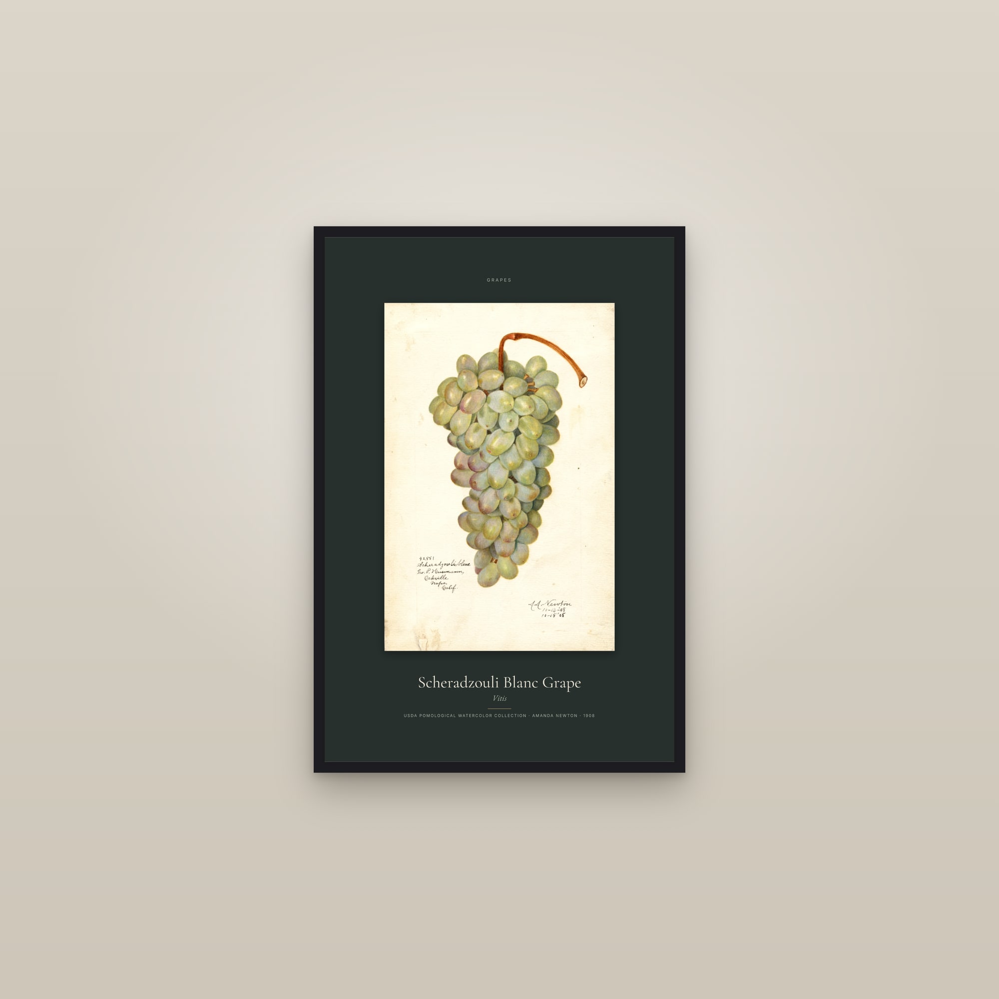 Scheradzouli Blanc Grape — Specimen — framed in a gallery setting