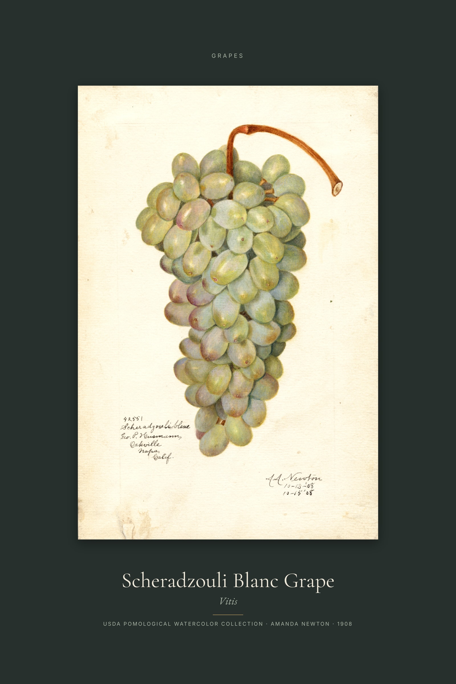 Scheradzouli Blanc Grape — Specimen