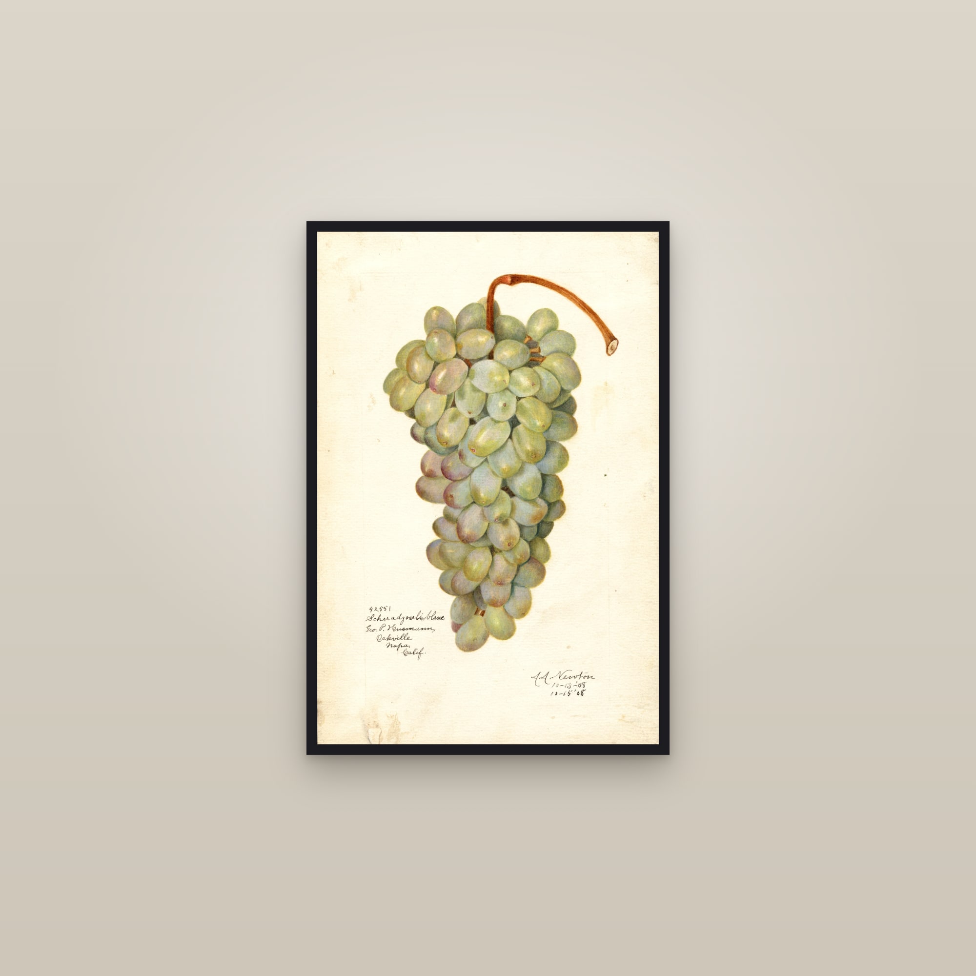 Scheradzouli Blanc Grape — framed in a gallery setting