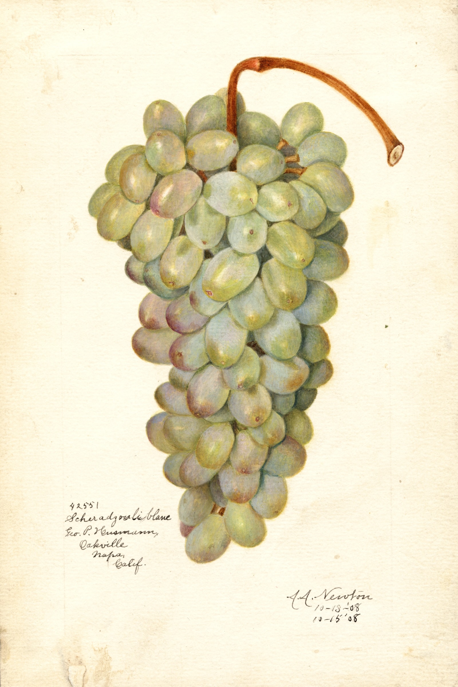 Scheradzouli Blanc Grape